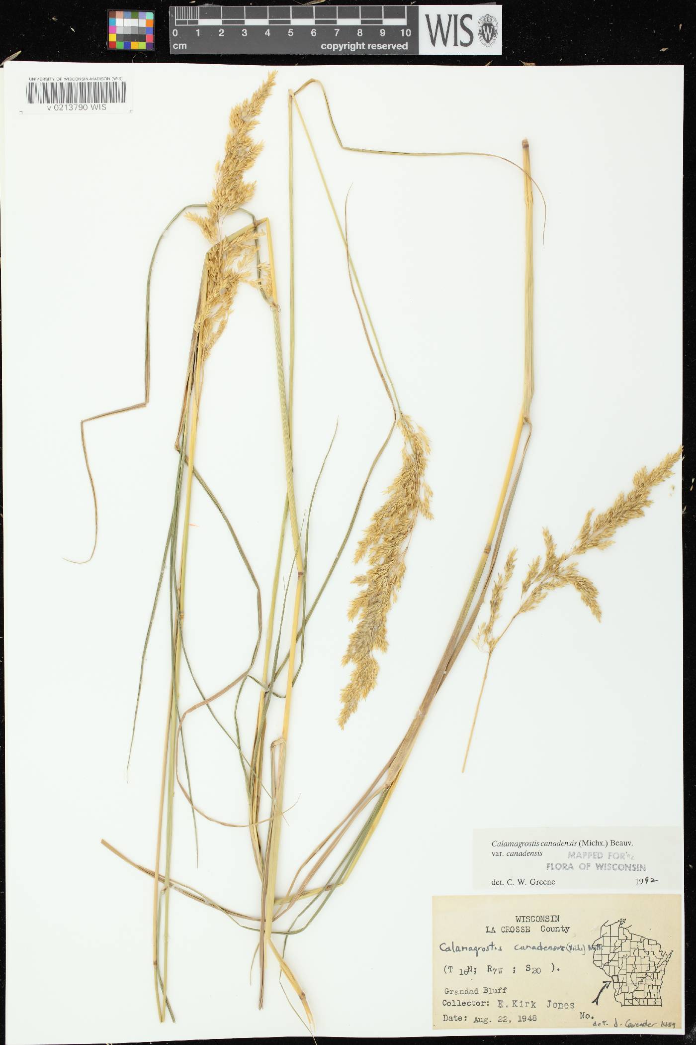 Calamagrostis canadensis var. canadensis image