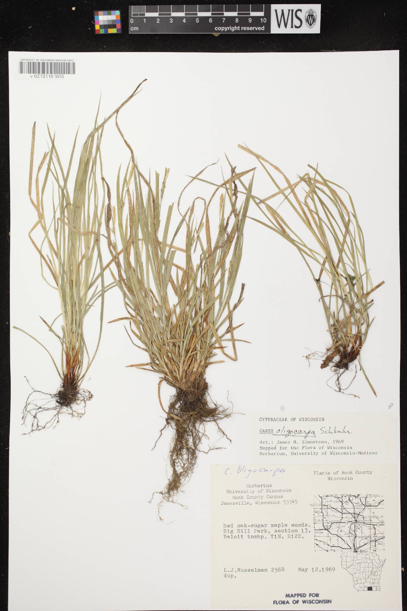 Carex oligocarpa image