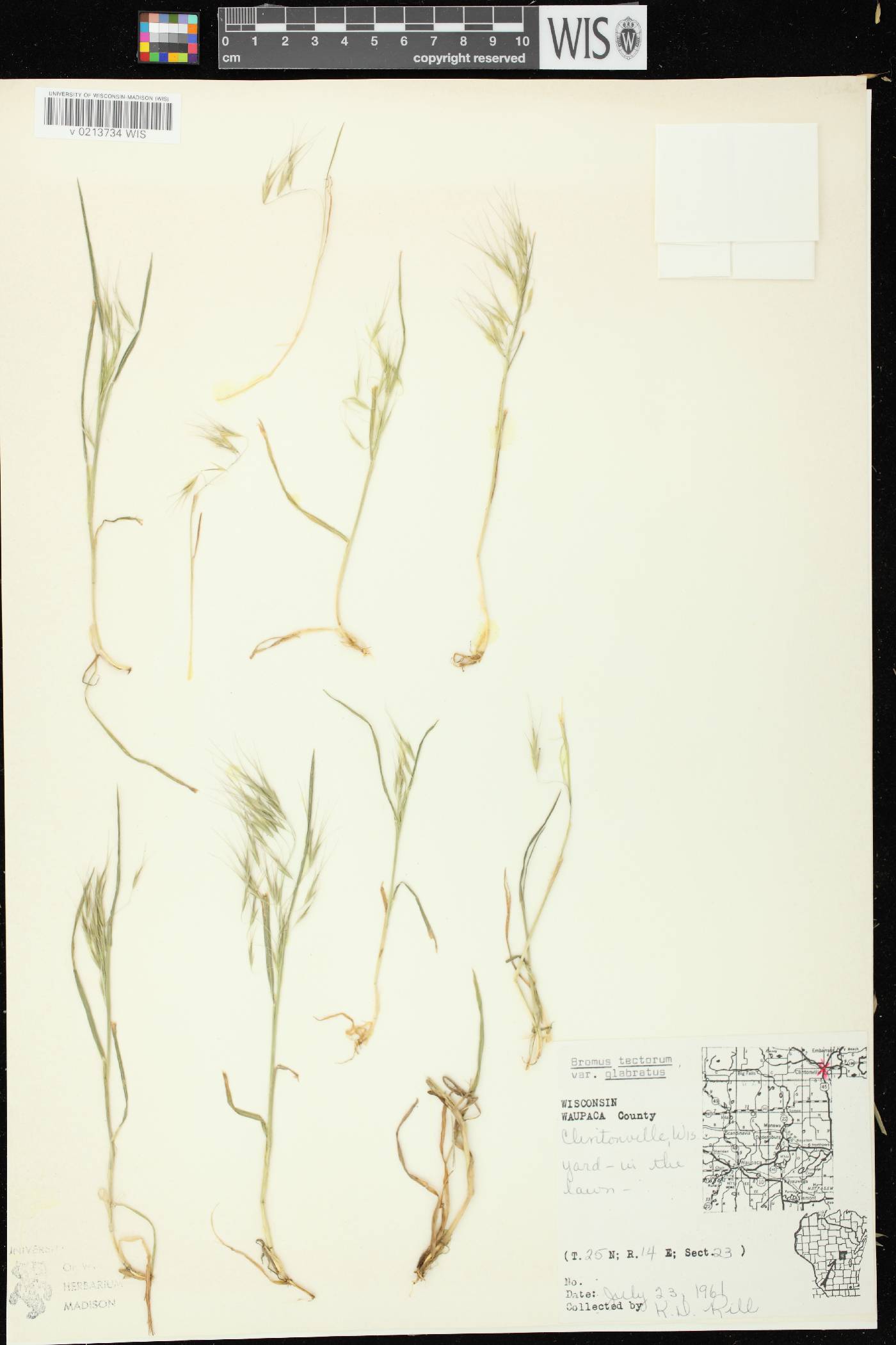 Bromus tectorum image