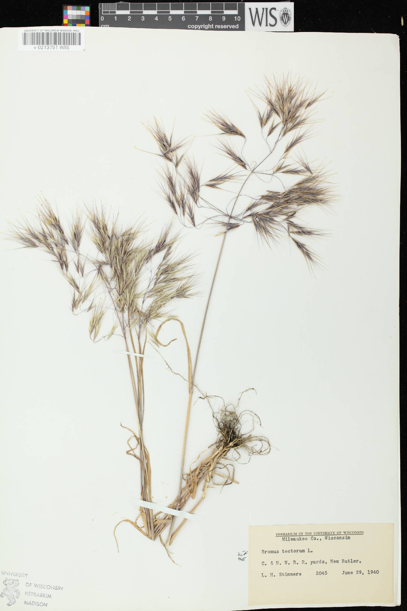 Bromus tectorum image