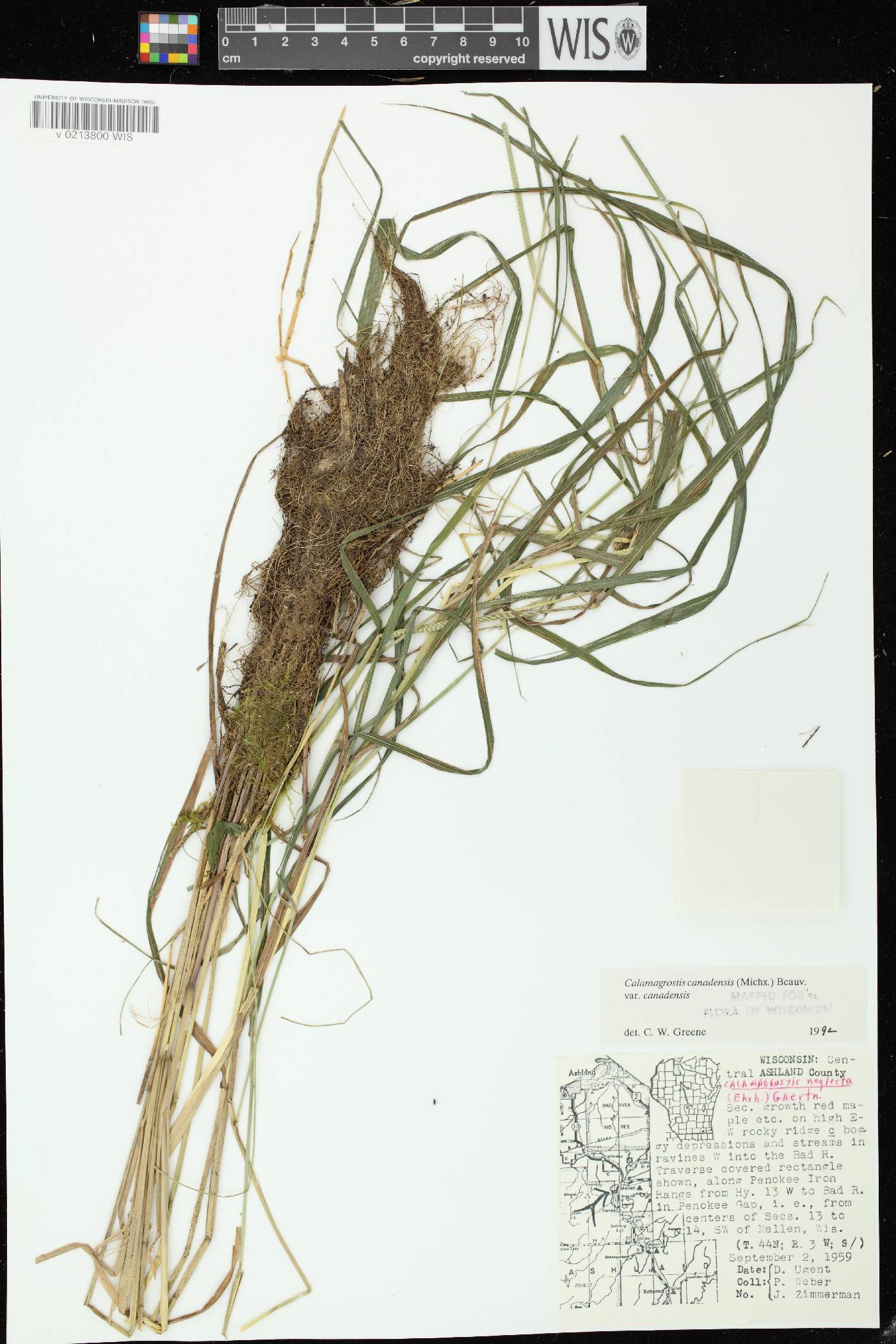 Calamagrostis canadensis var. canadensis image