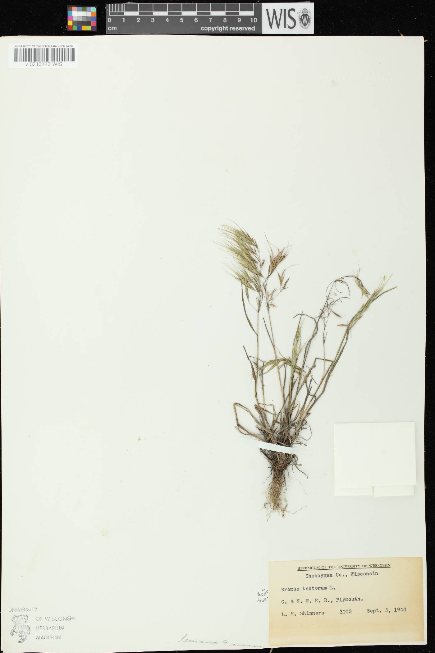 Bromus tectorum image