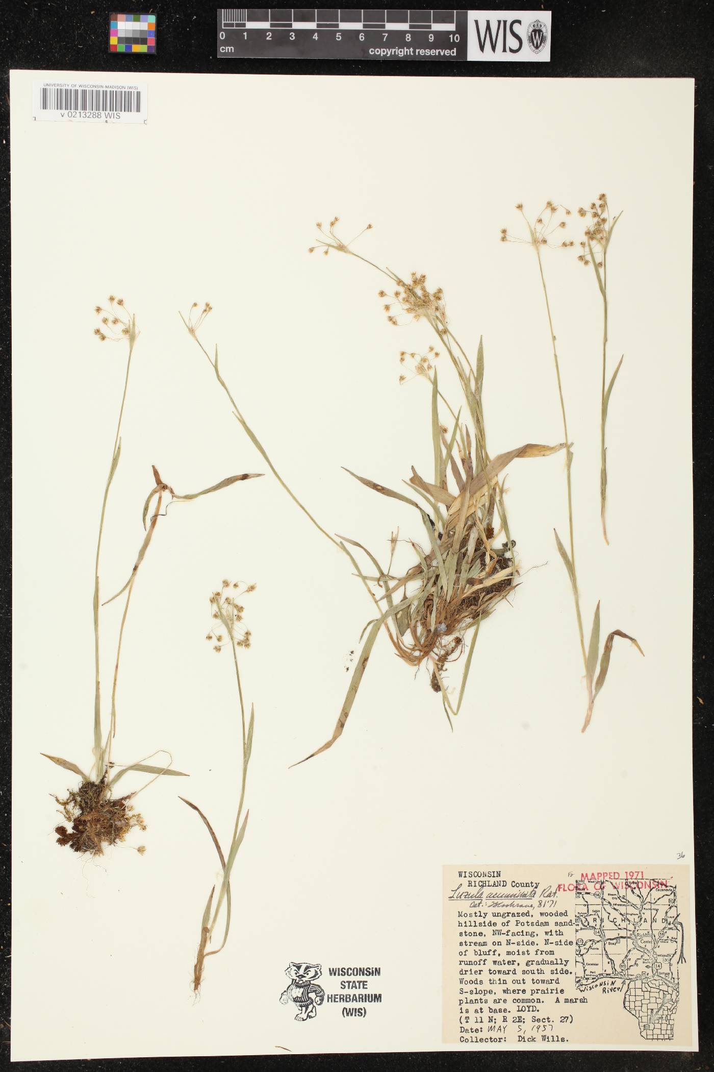 Luzula acuminata image