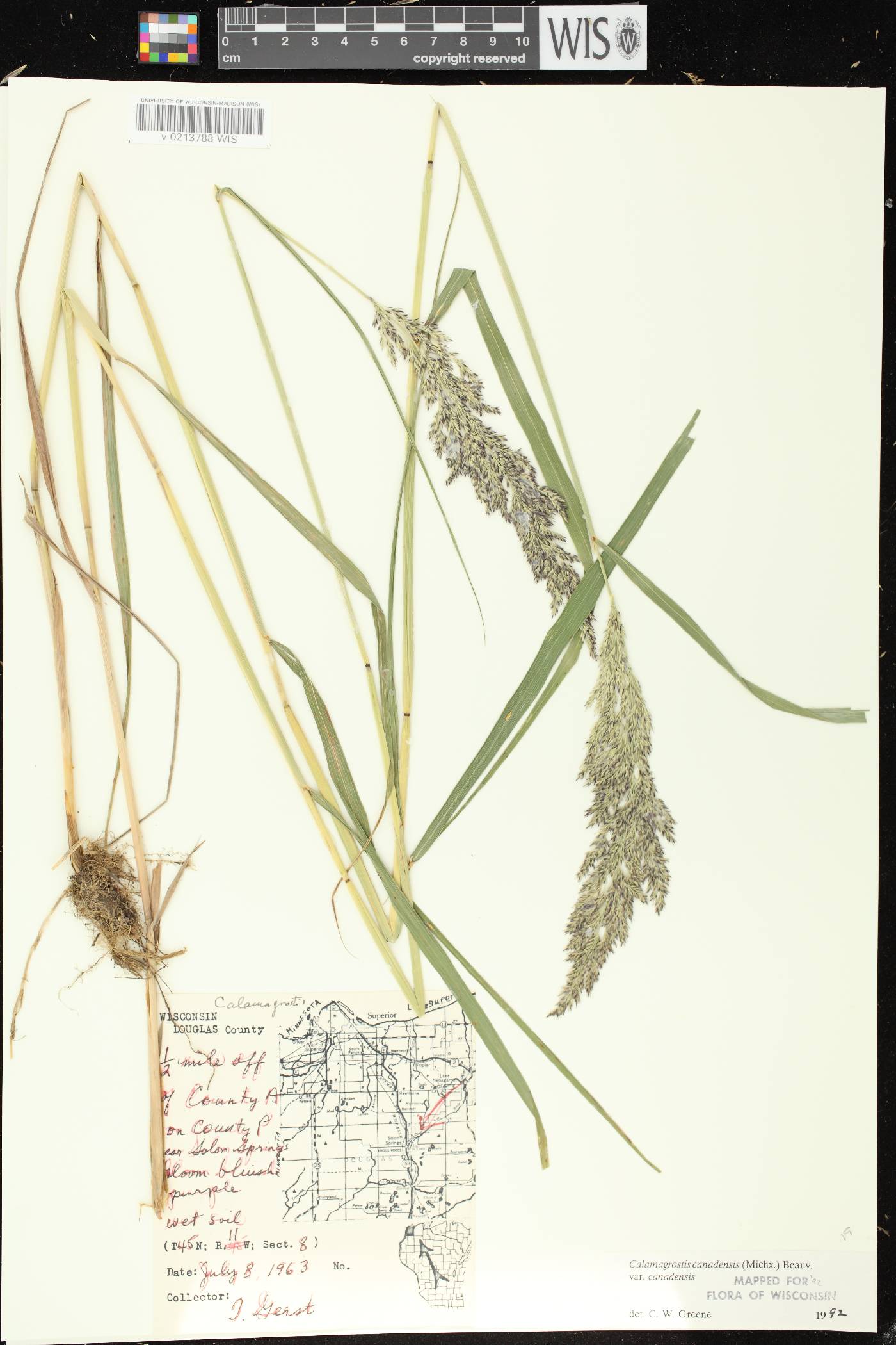 Calamagrostis canadensis var. canadensis image