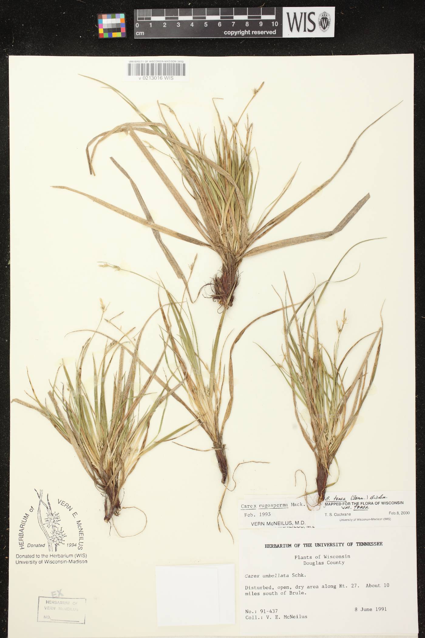 Carex tonsa var. tonsa image