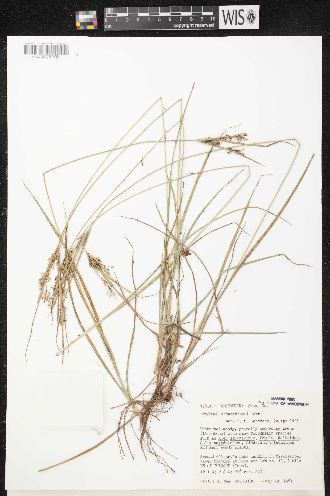 Cyperus schweinitzii image