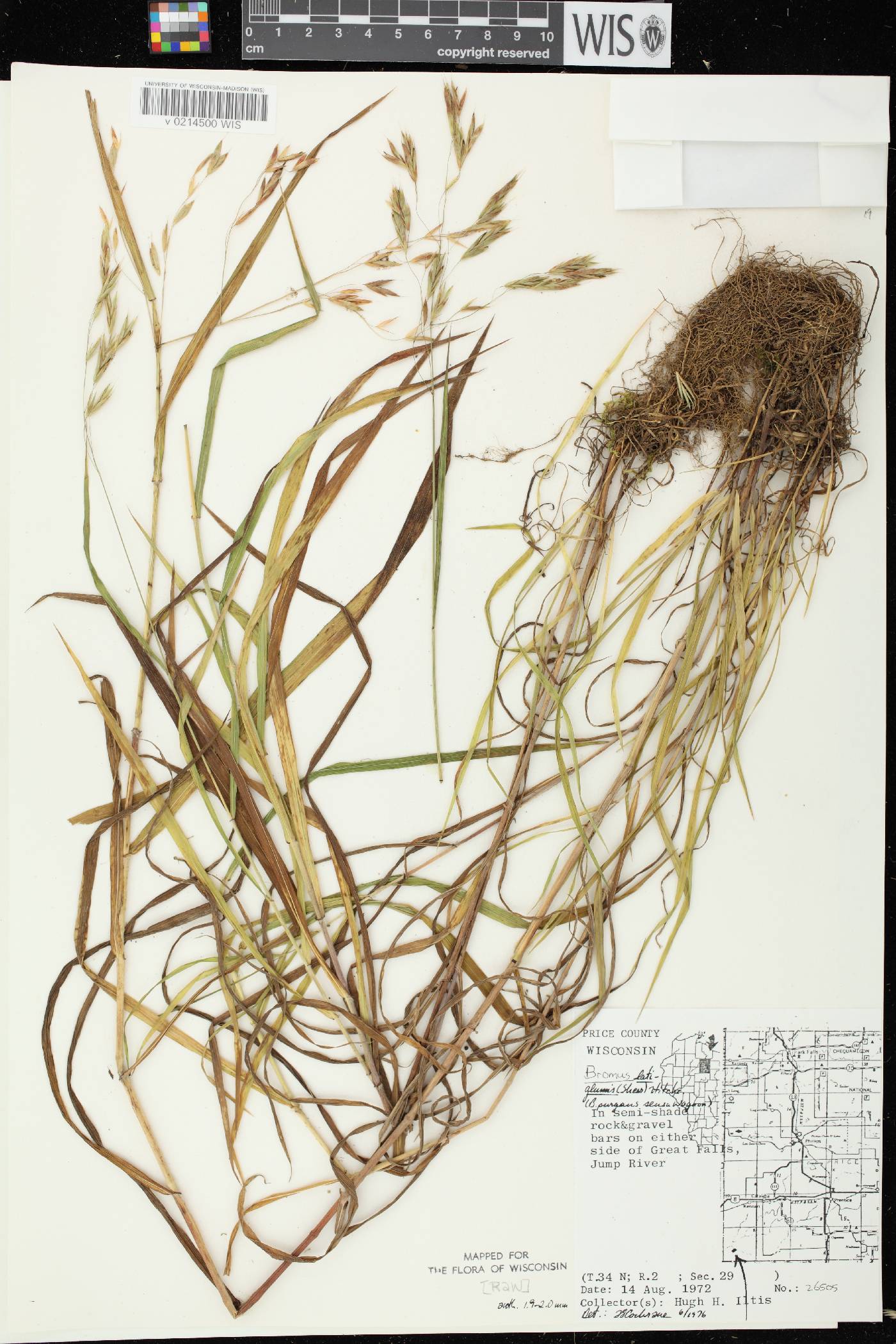Bromus latiglumis image