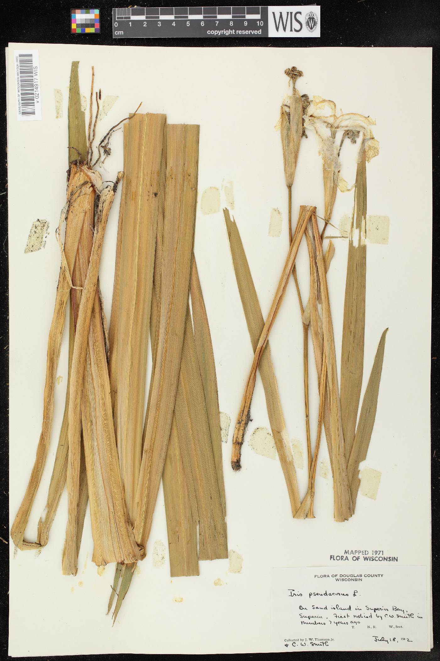 Iris pseudacorus image
