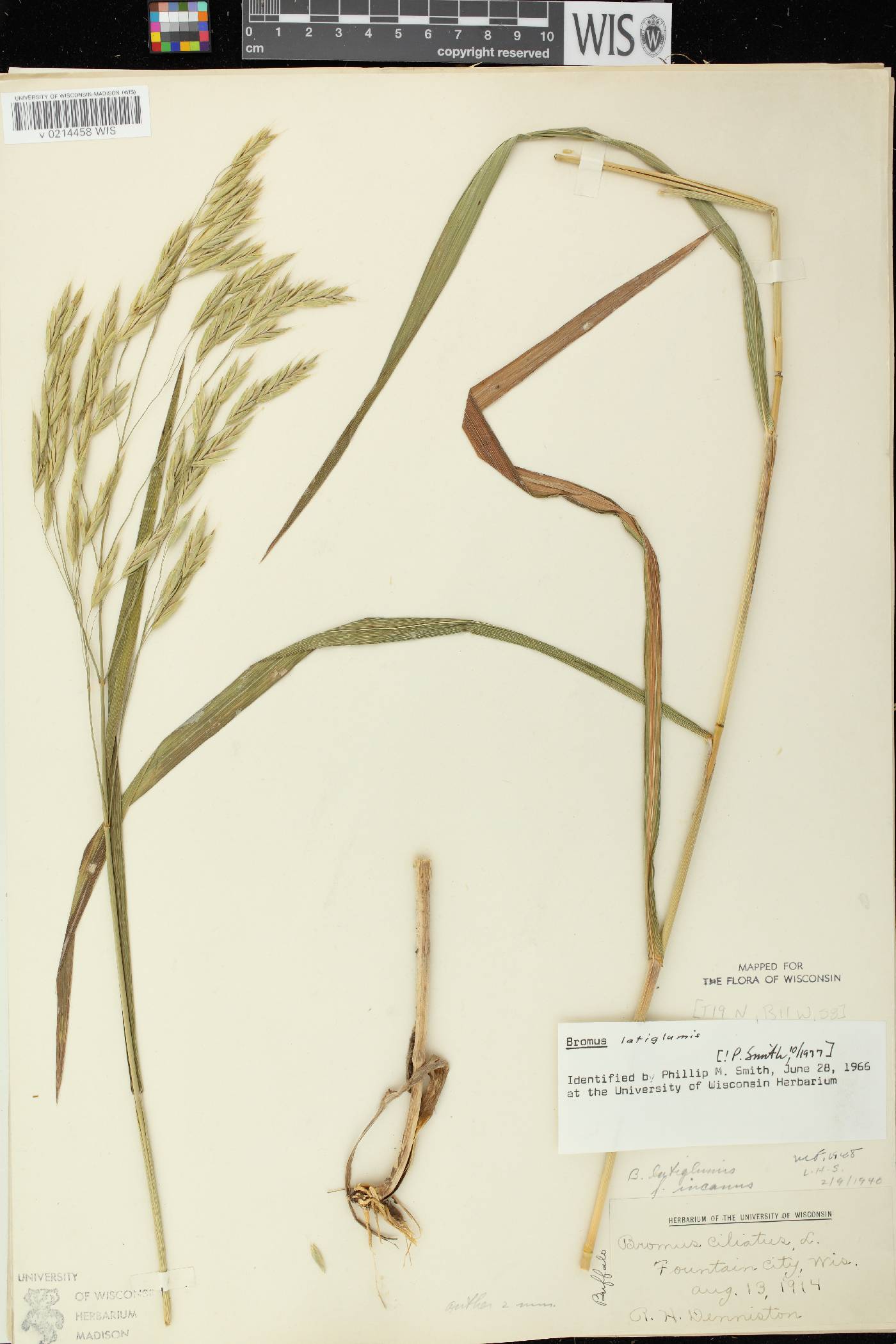 Bromus latiglumis image