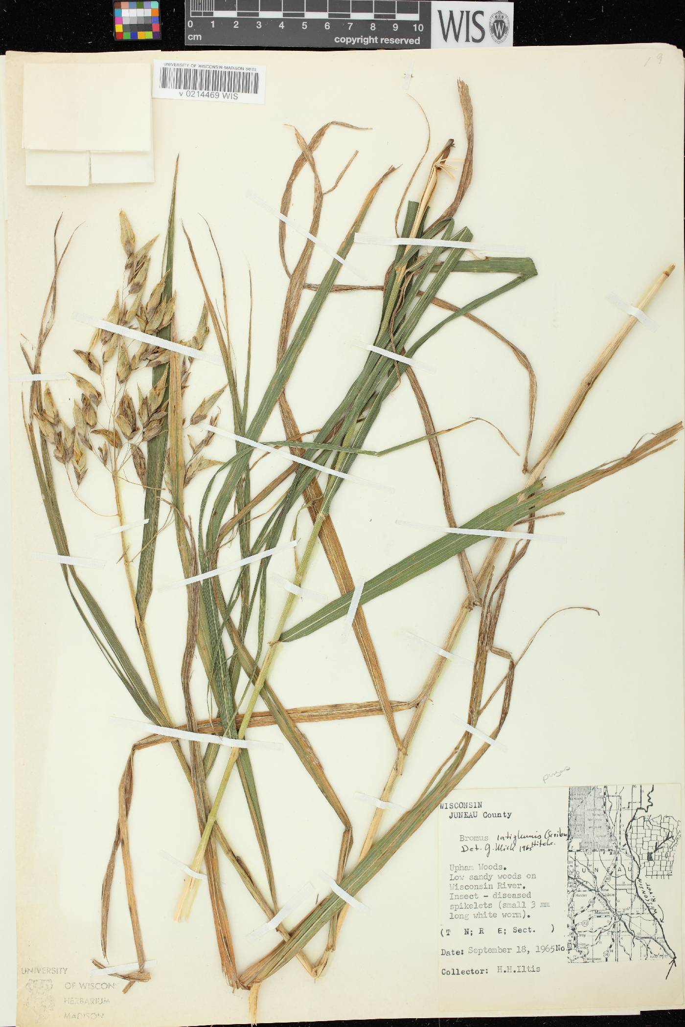 Bromus latiglumis image