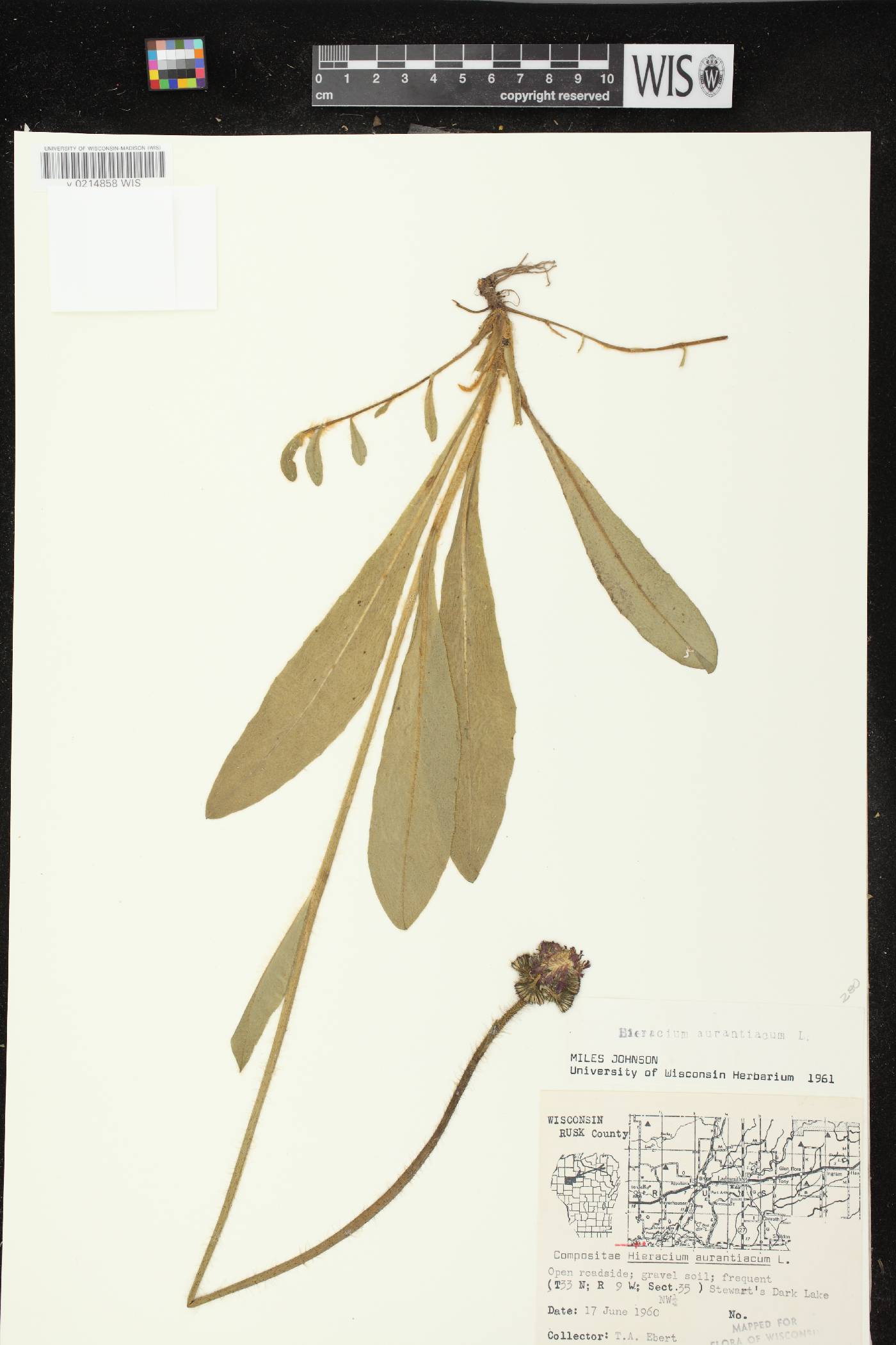 Hieracium aurantiacum image