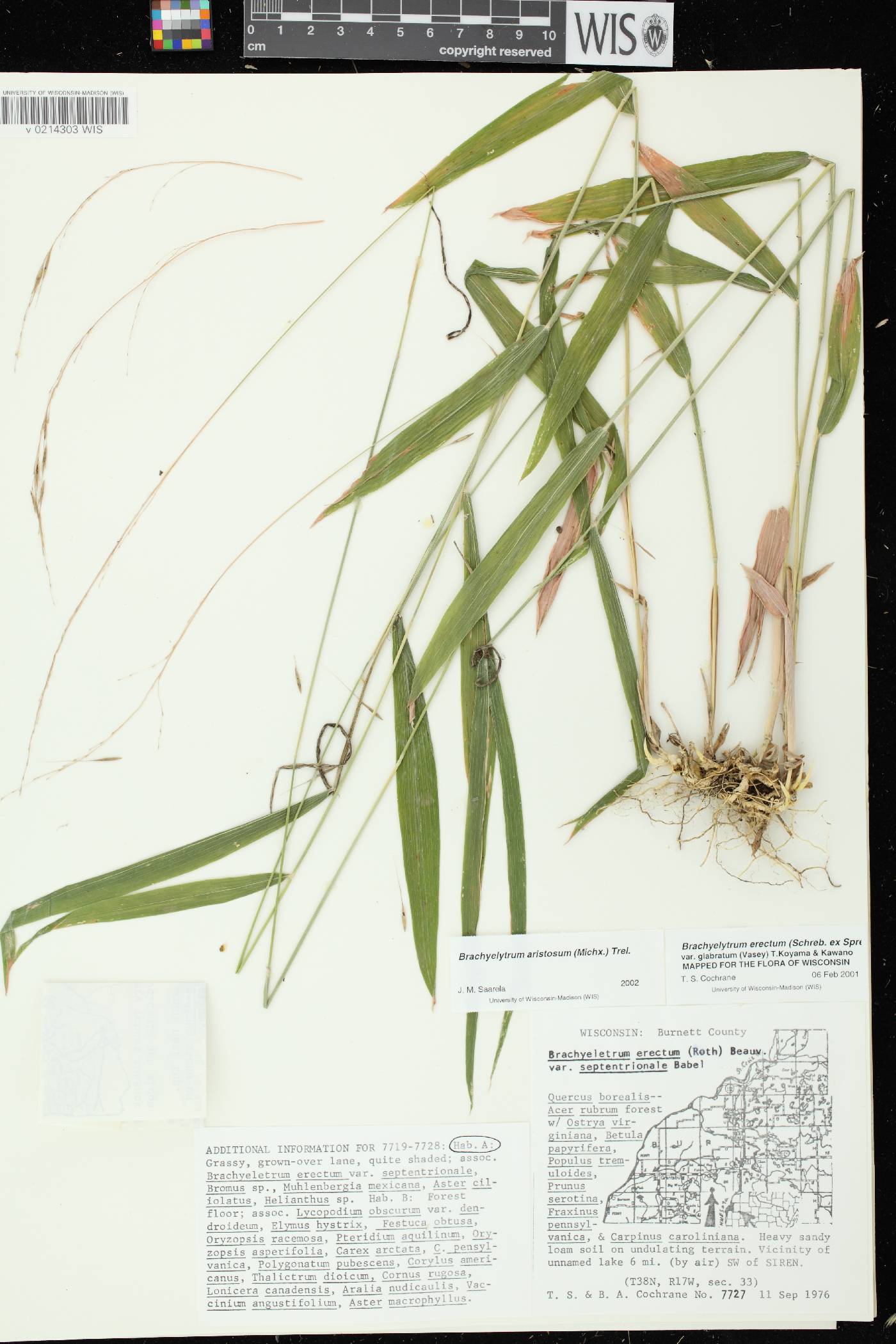 Brachyelytrum aristosum image