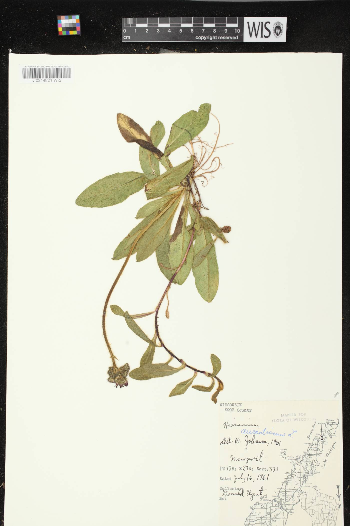 Hieracium aurantiacum image
