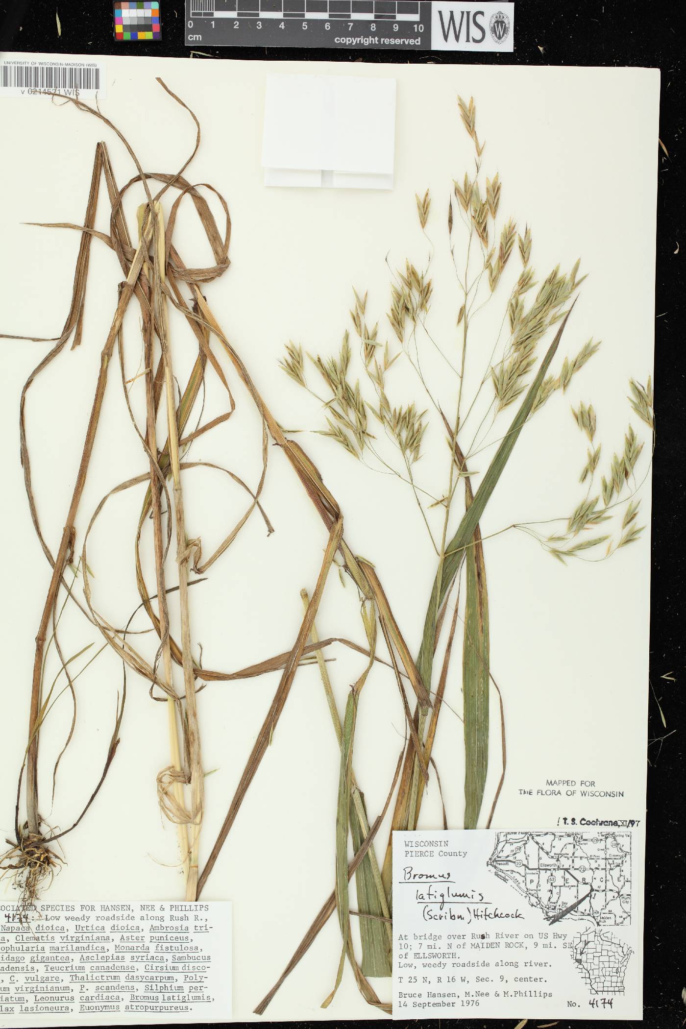 Bromus latiglumis image