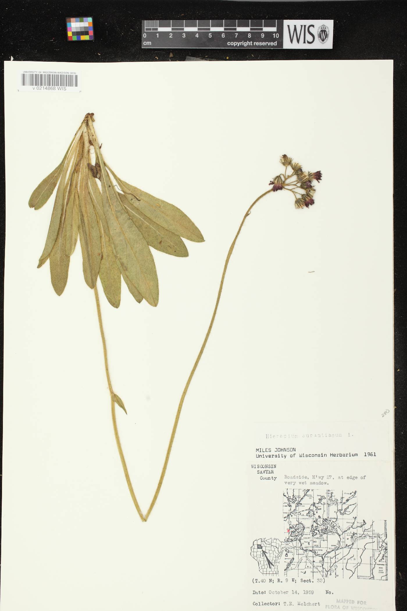 Hieracium aurantiacum image