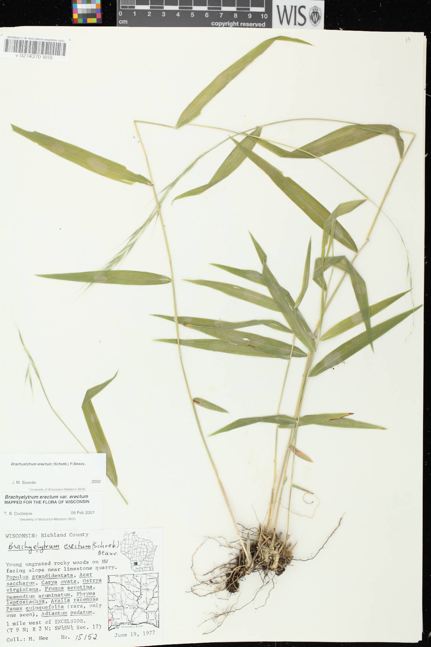 Brachyelytrum erectum image