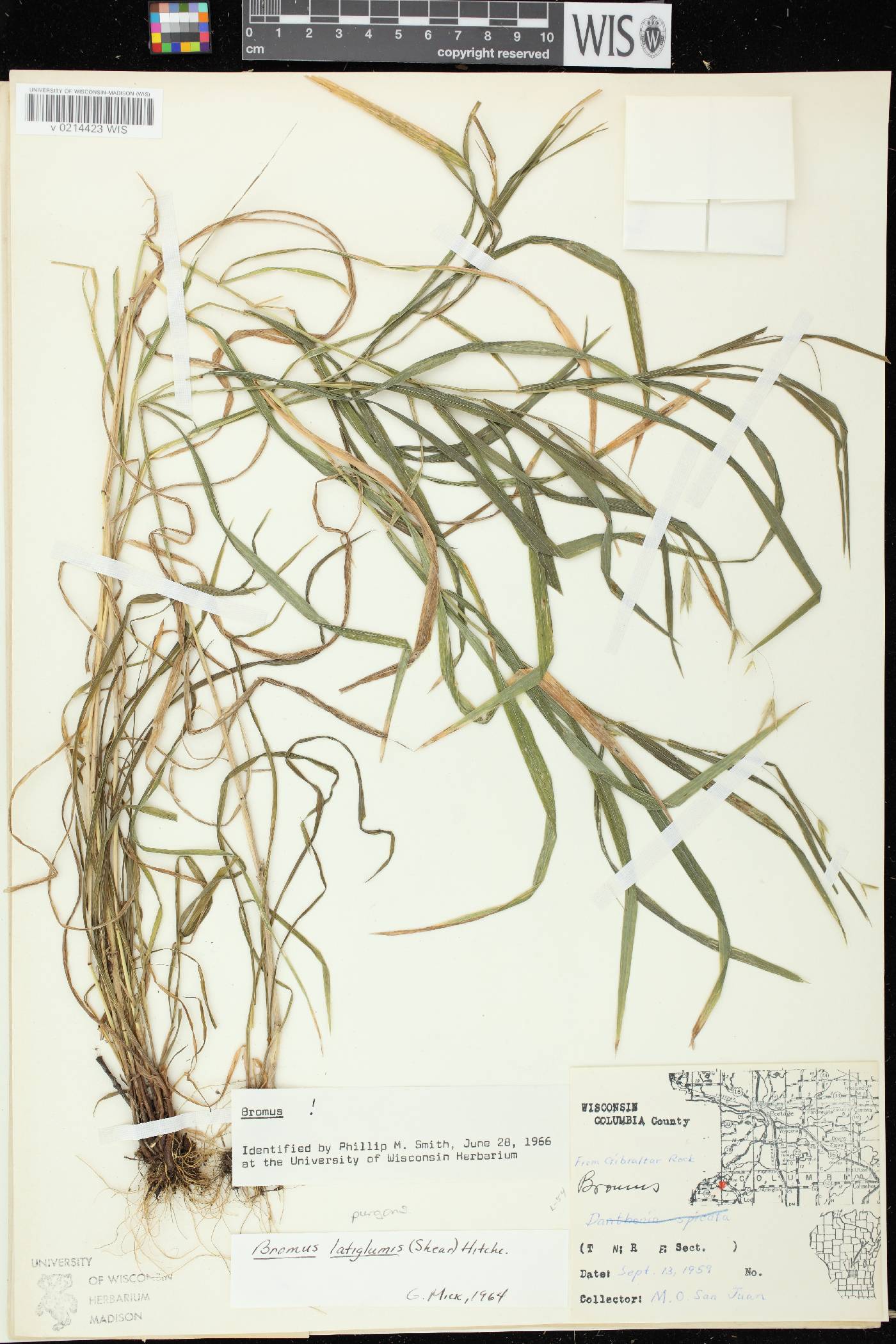 Bromus latiglumis image