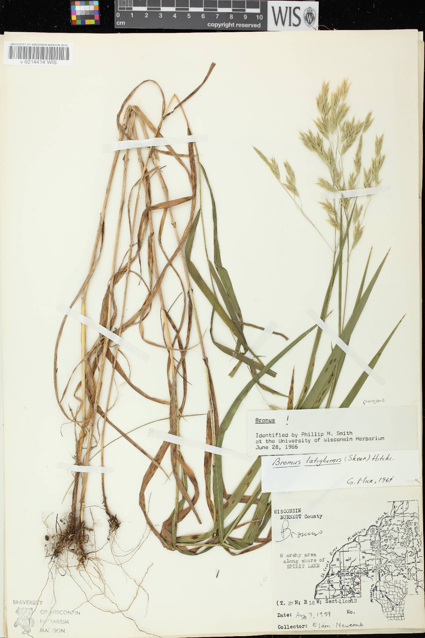 Bromus latiglumis image
