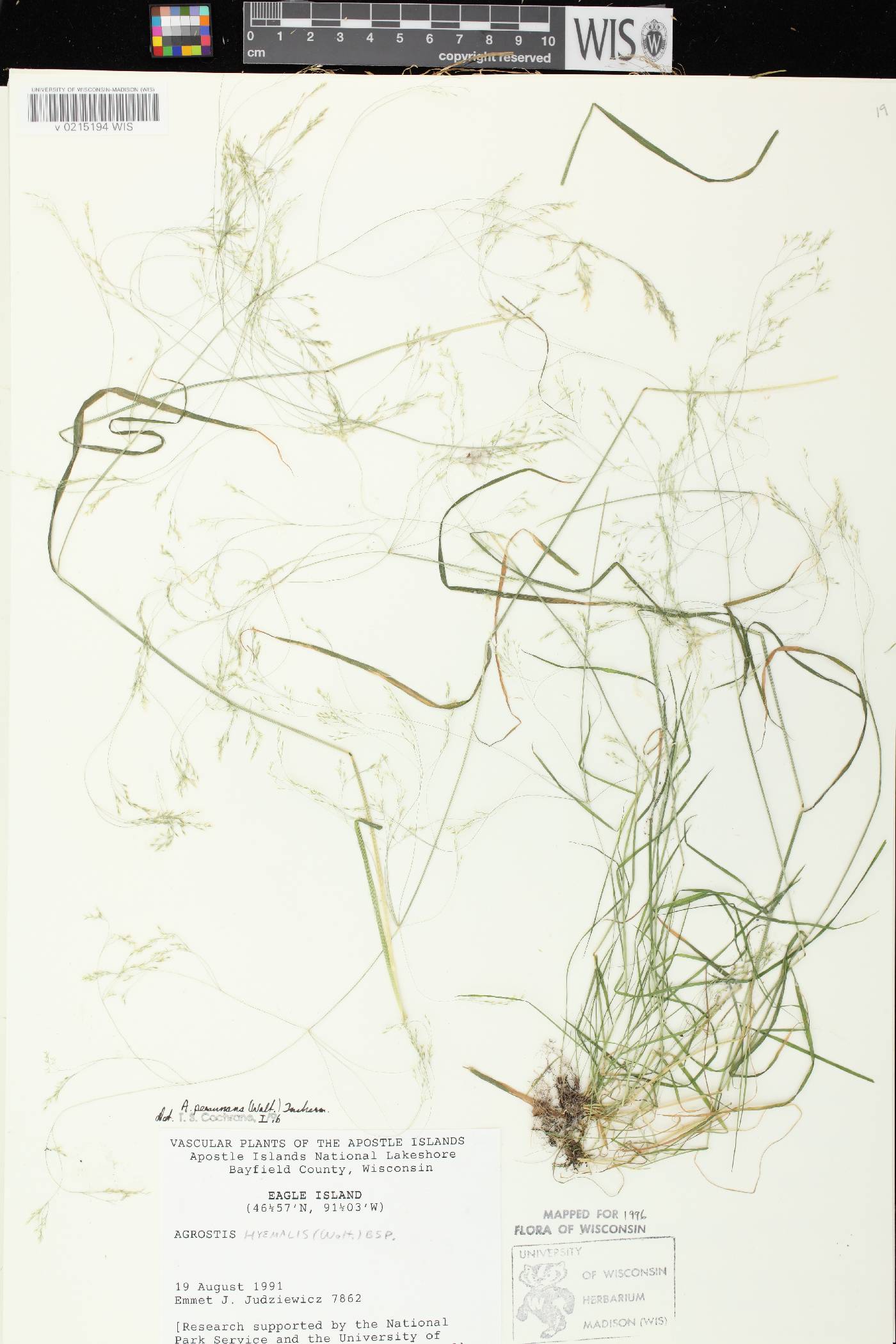 Agrostis perennans var. perennans image