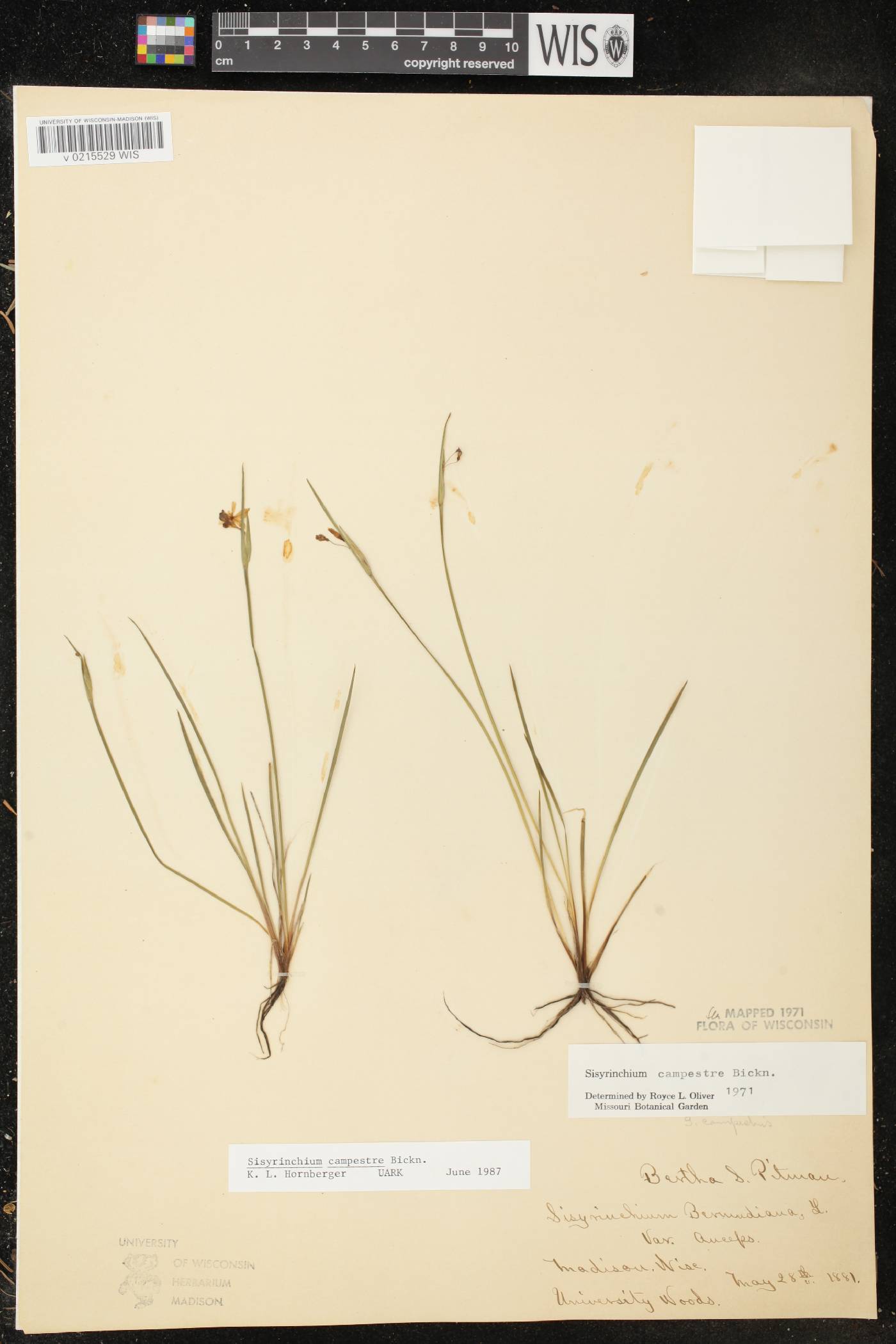 Sisyrinchium campestre image