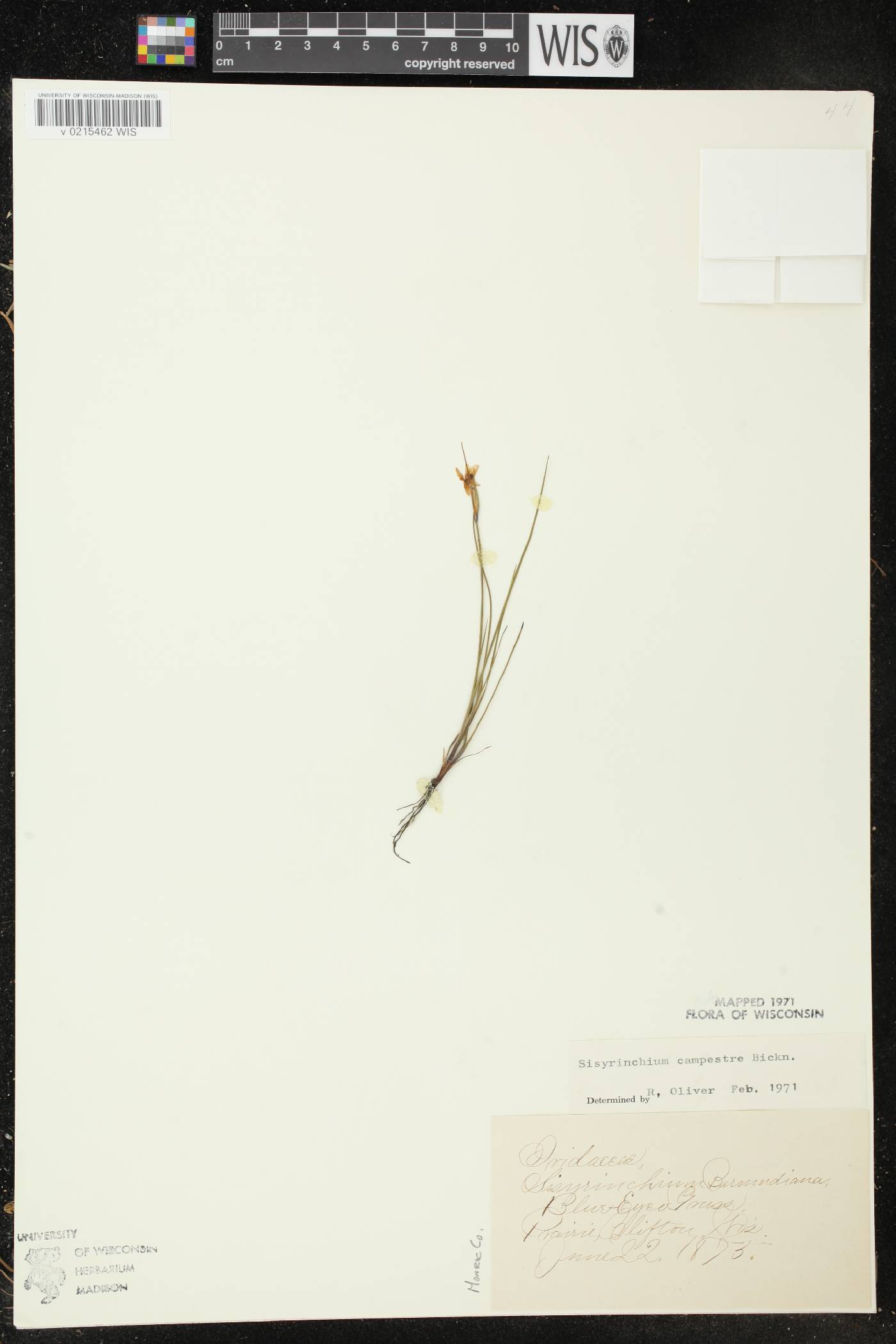 Sisyrinchium campestre image