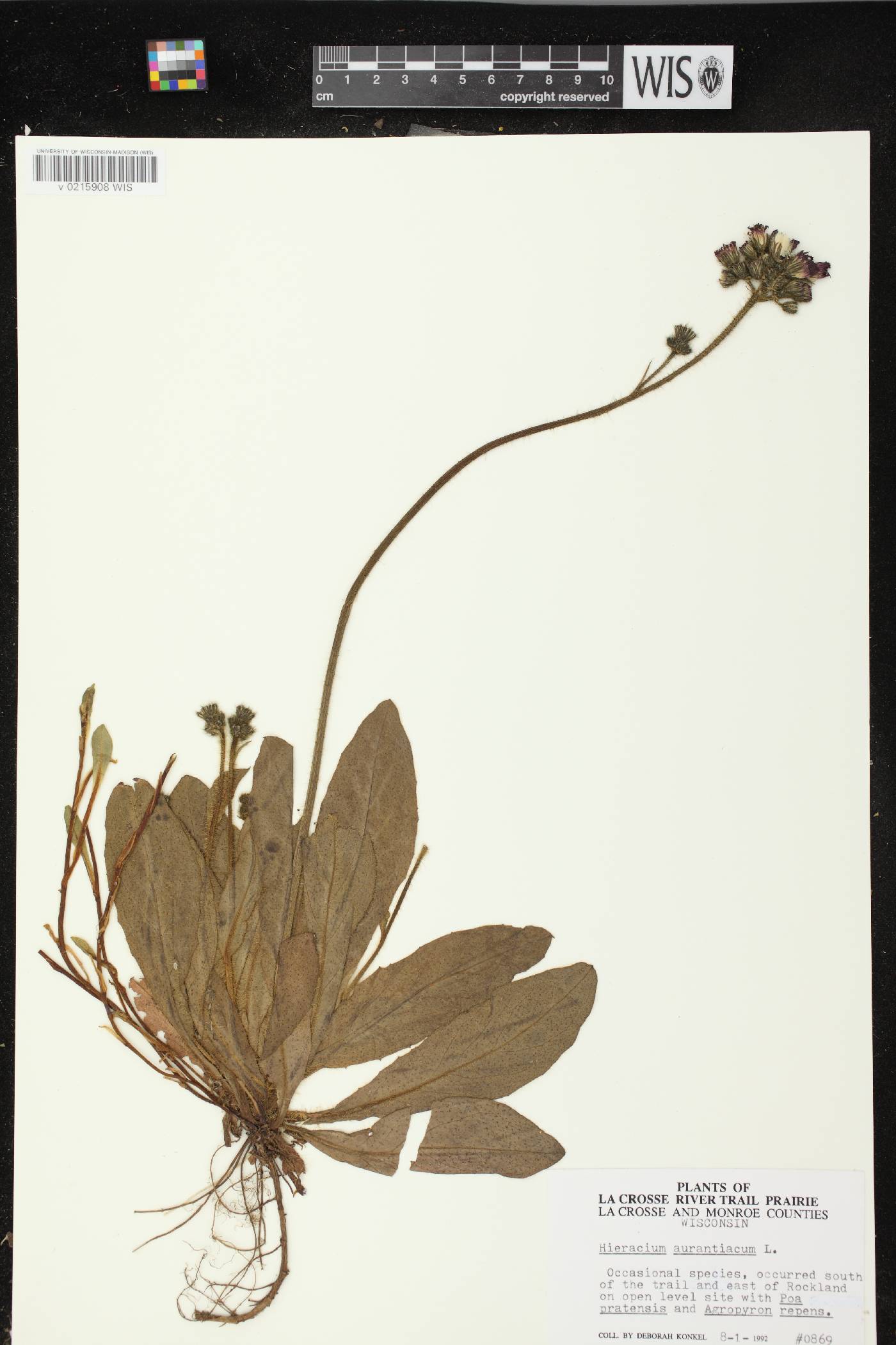 Hieracium aurantiacum image