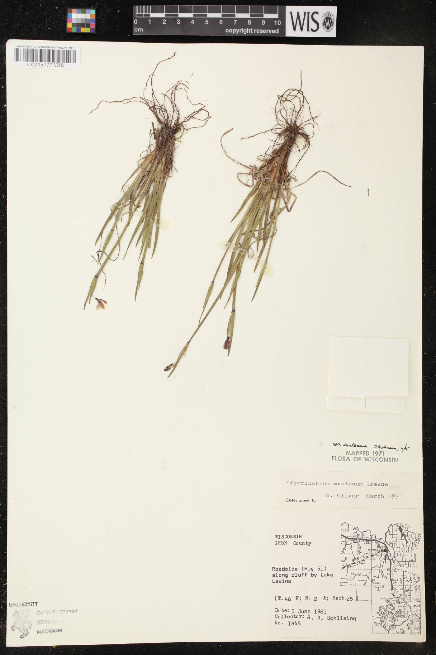 Sisyrinchium montanum image