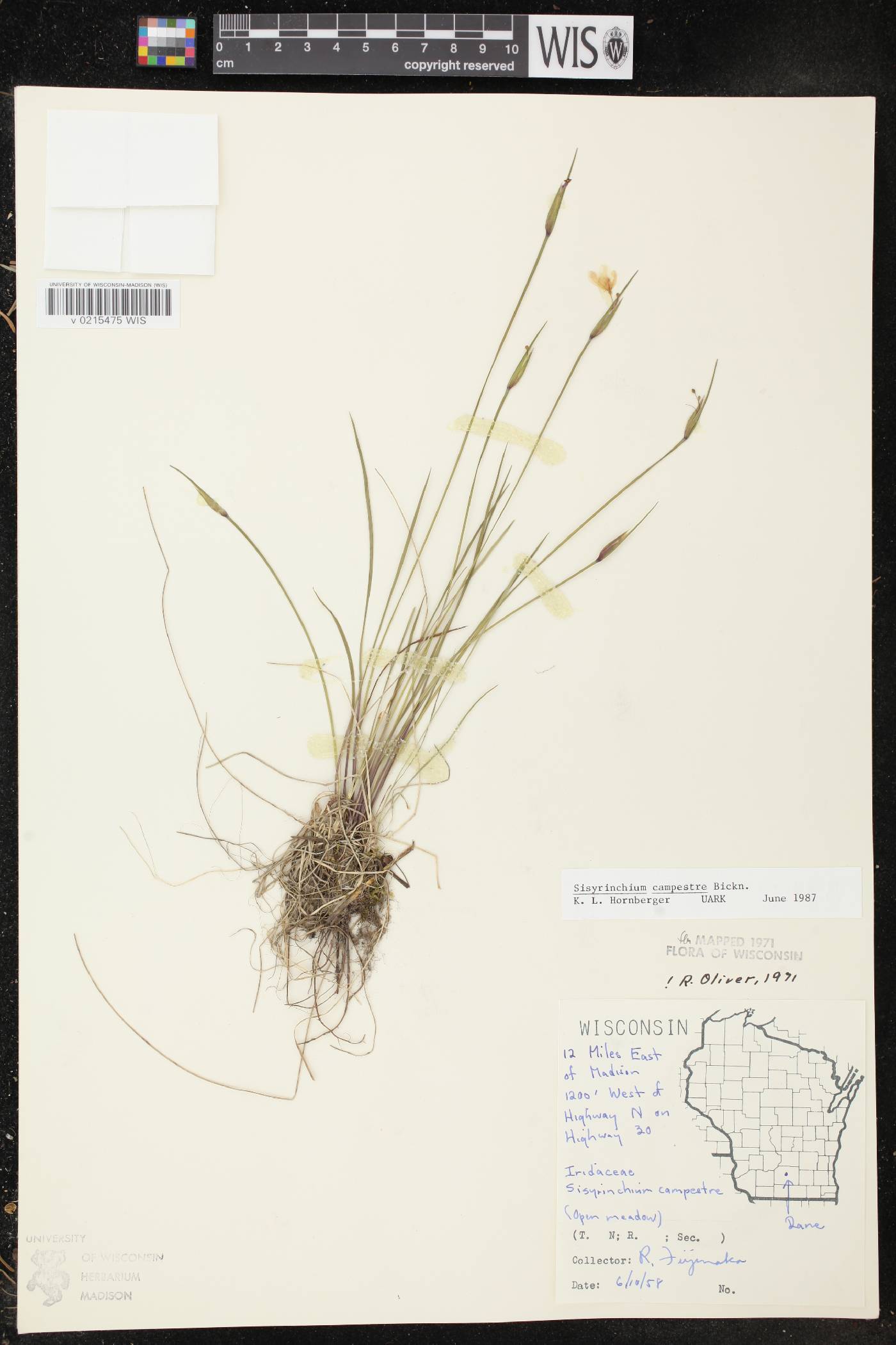 Sisyrinchium campestre image