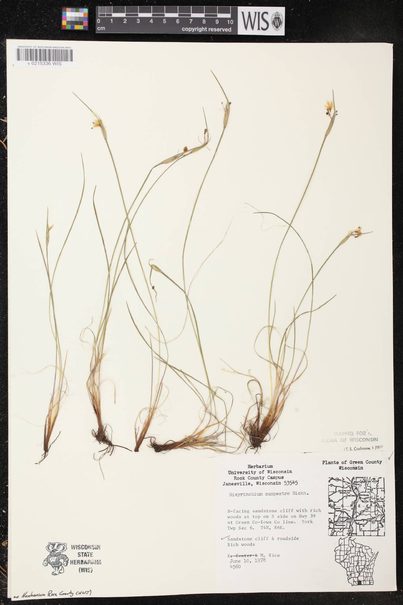 Sisyrinchium campestre image