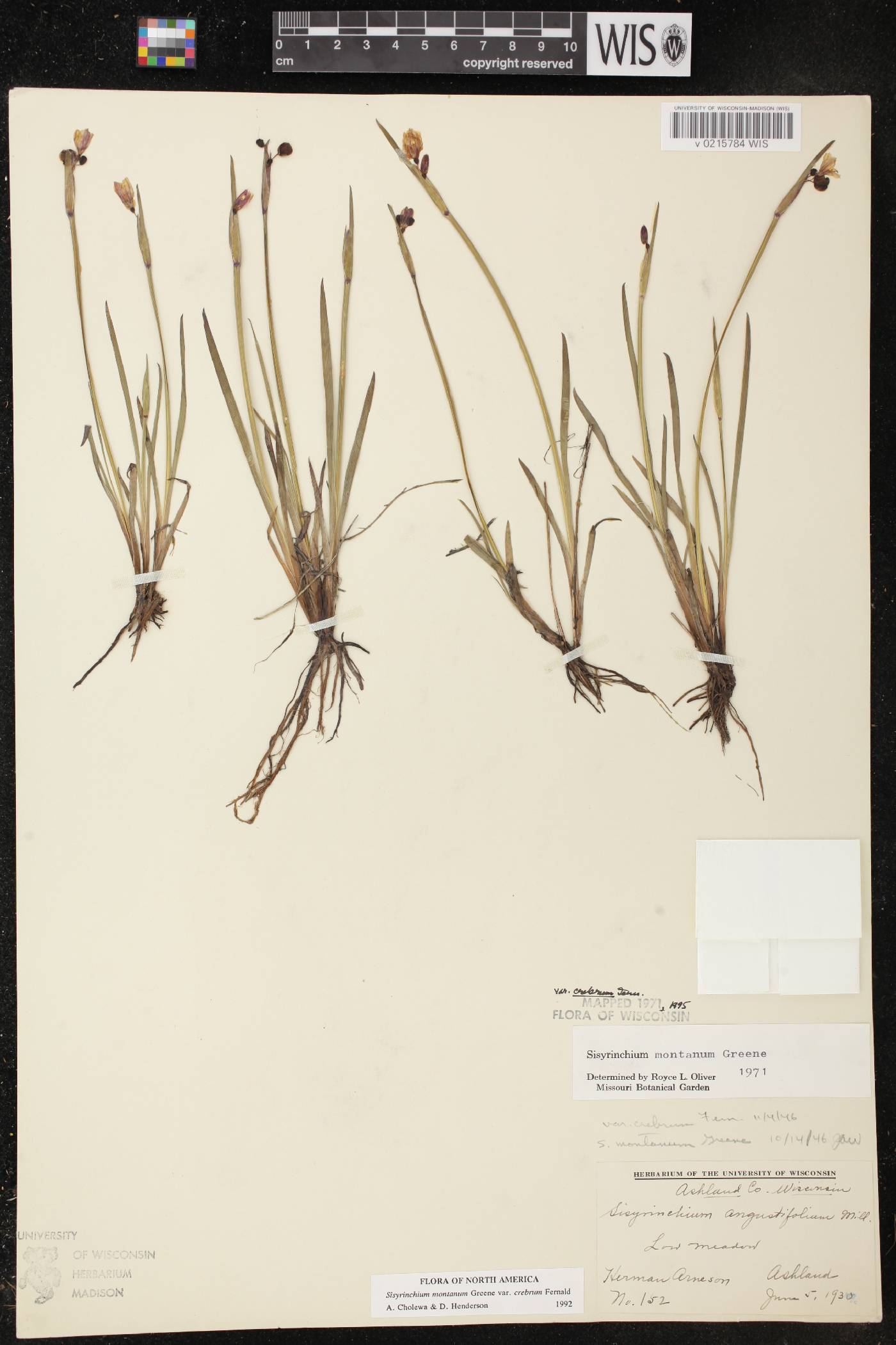 Sisyrinchium montanum image