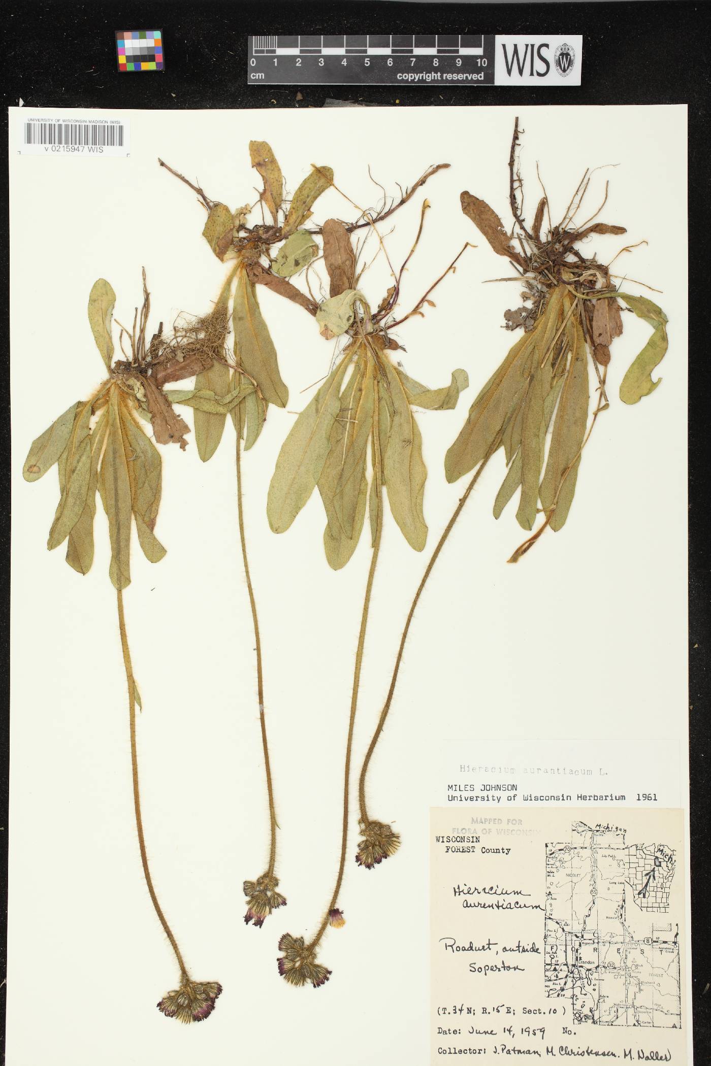 Hieracium aurantiacum image