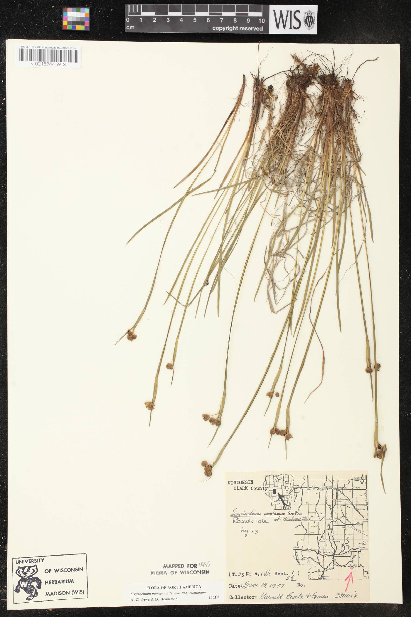 Sisyrinchium montanum image