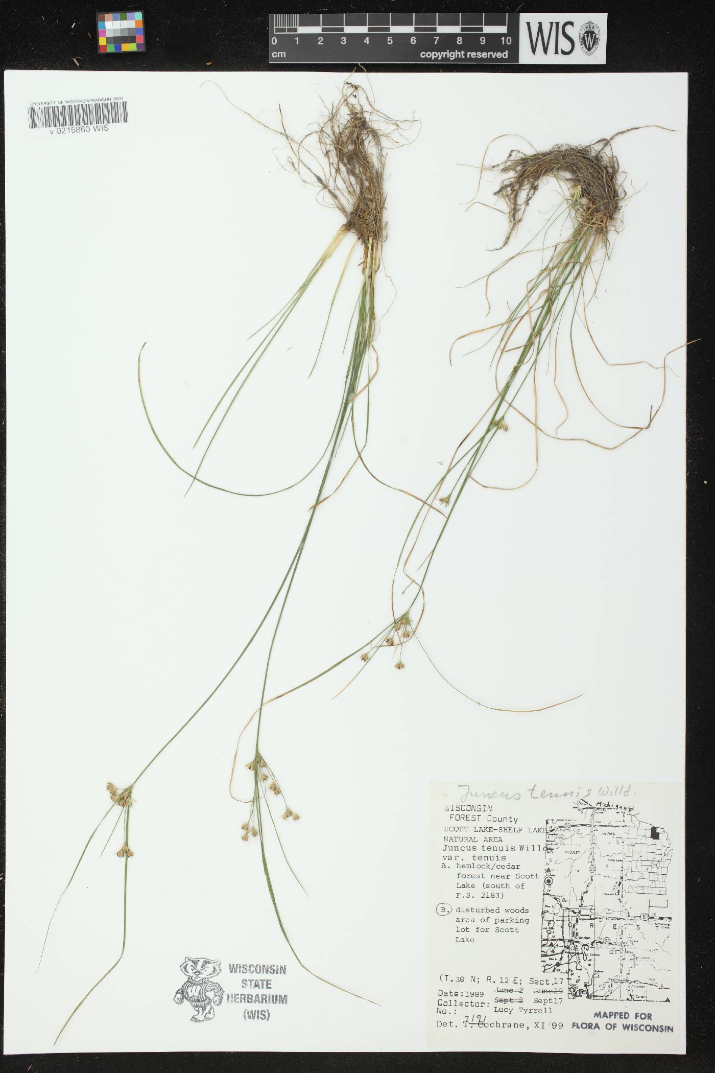 Juncus tenuis image