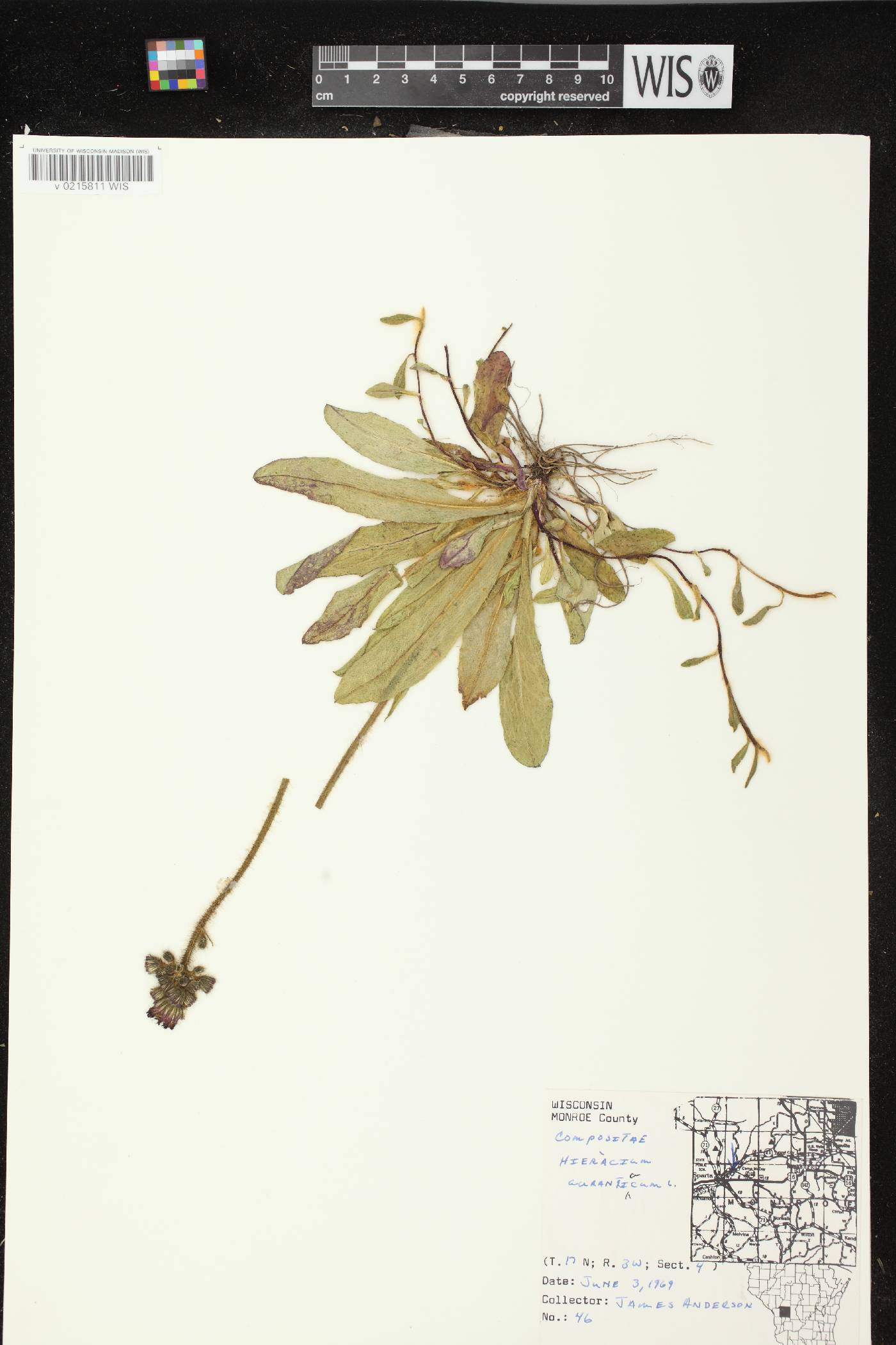Hieracium aurantiacum image