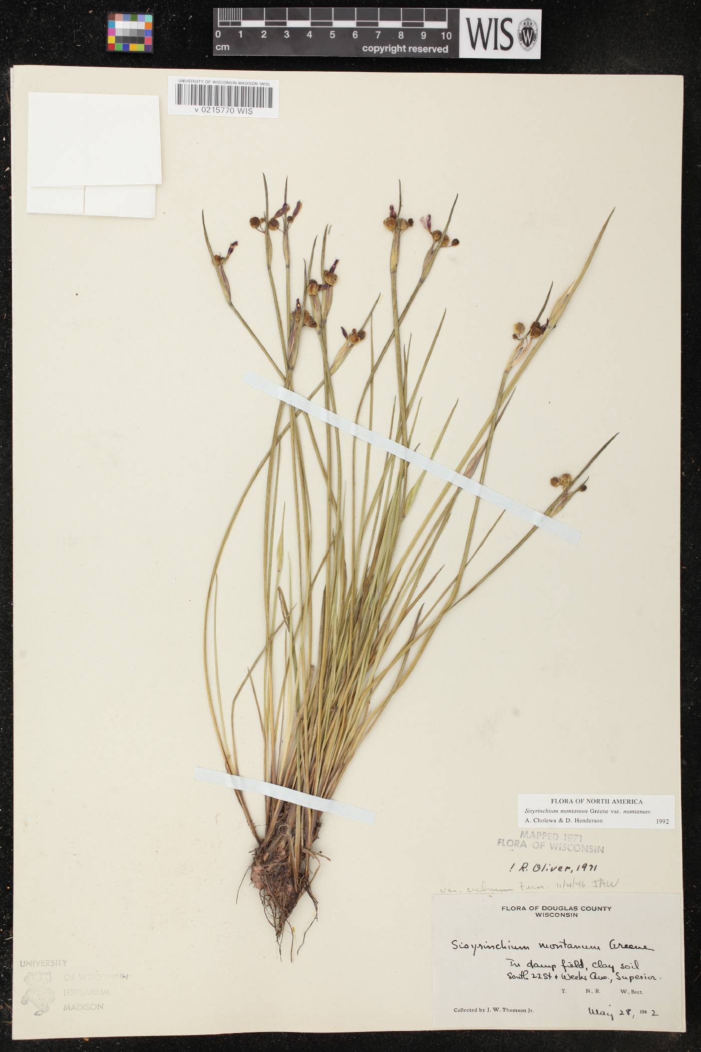 Sisyrinchium montanum image