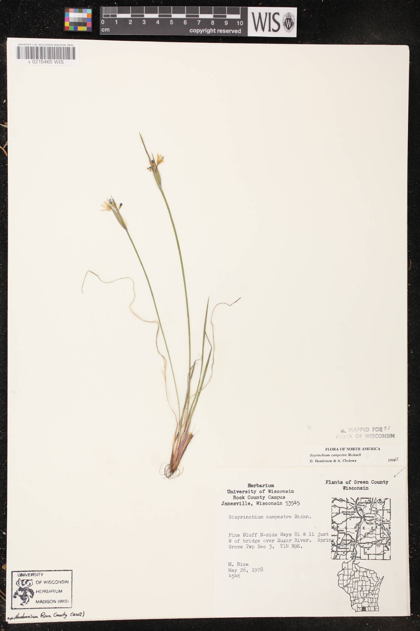 Sisyrinchium campestre image
