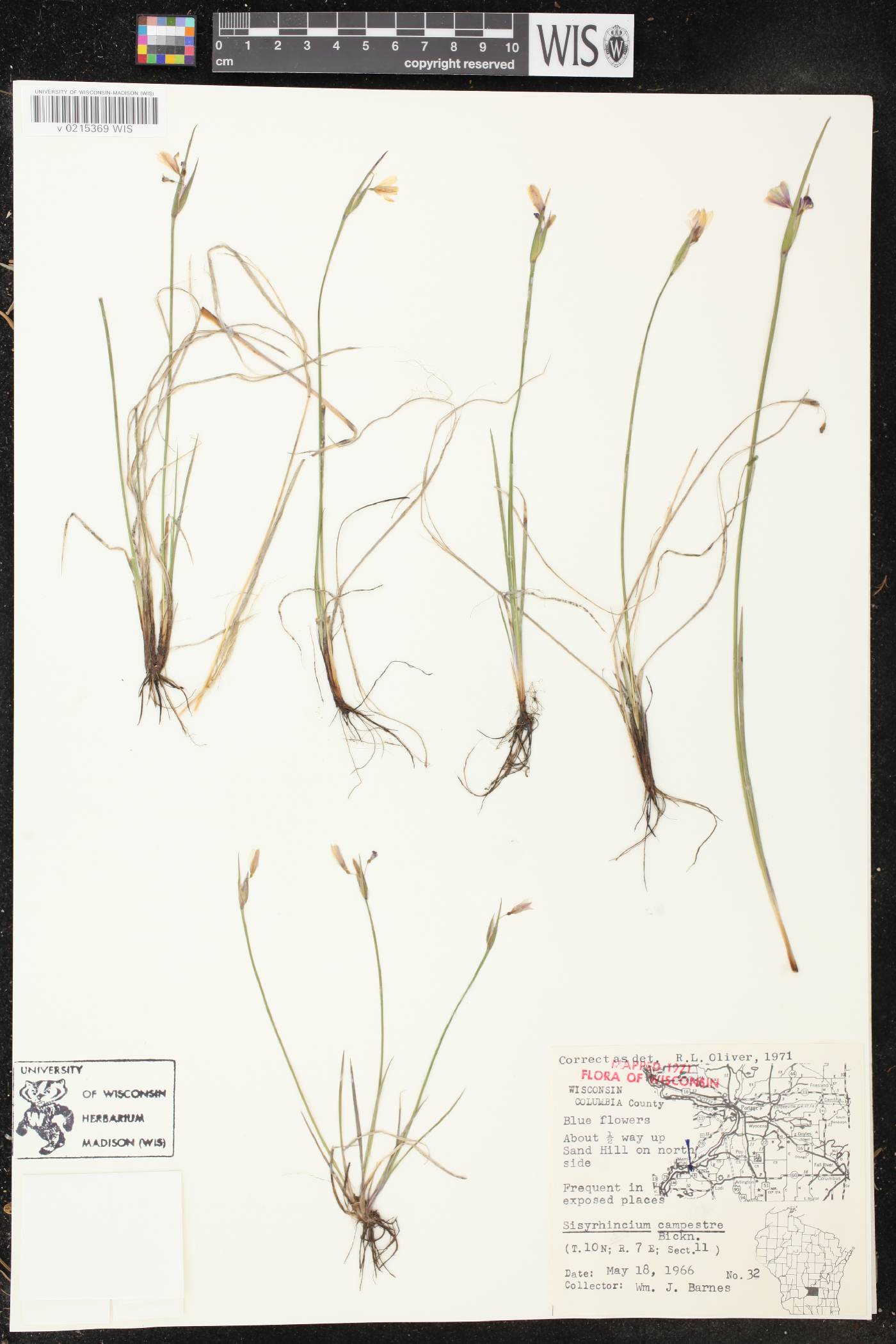 Sisyrinchium campestre image