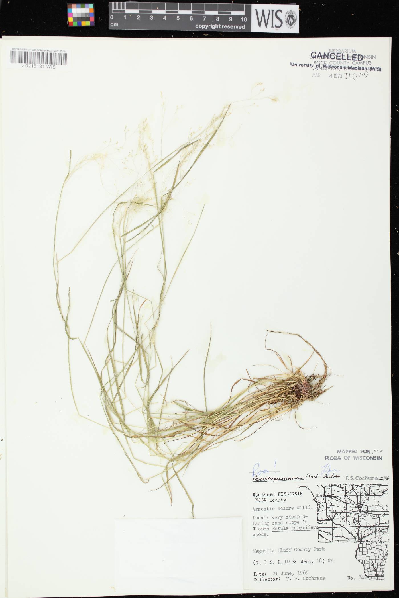 Agrostis perennans var. perennans image