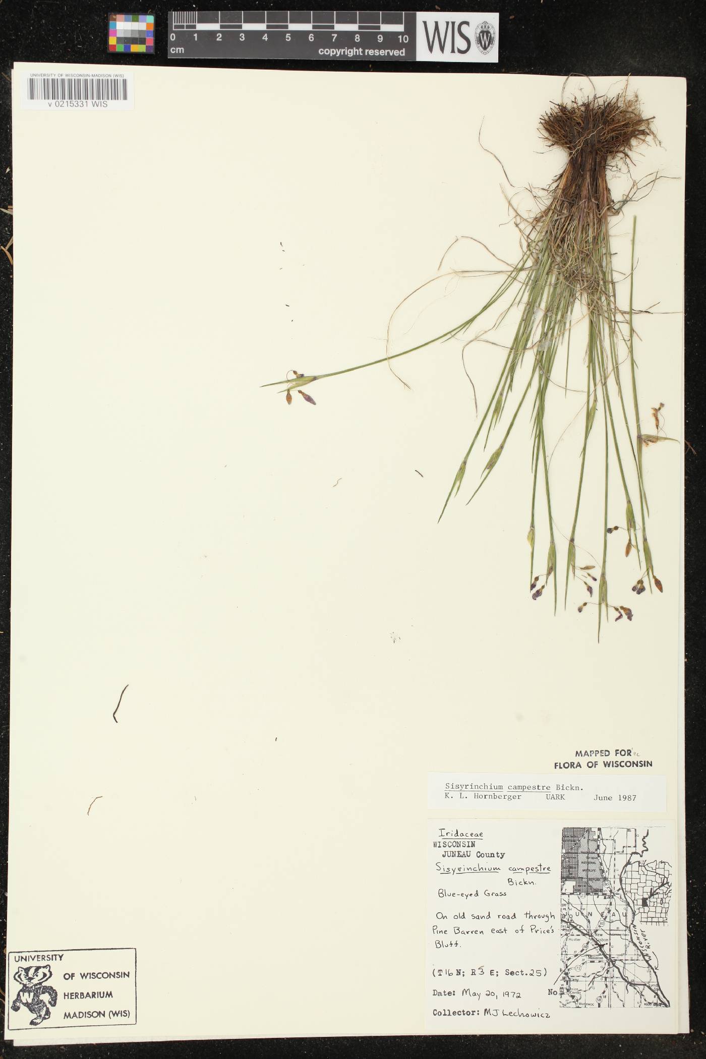 Sisyrinchium campestre image