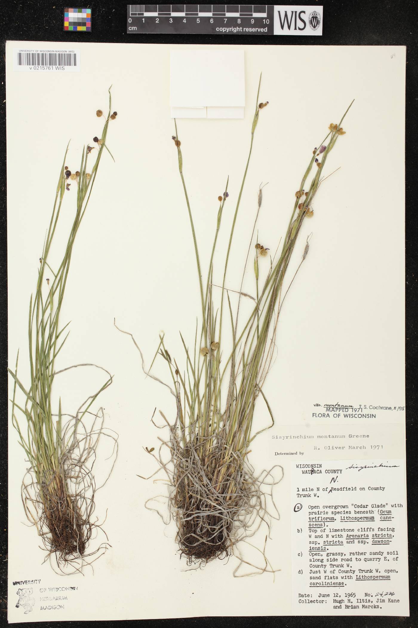 Sisyrinchium montanum image