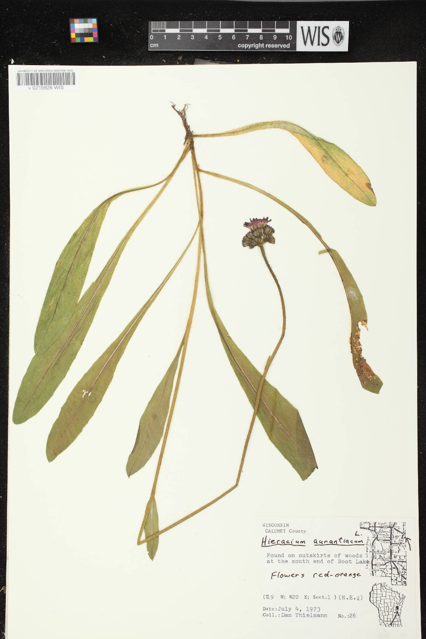 Hieracium aurantiacum image