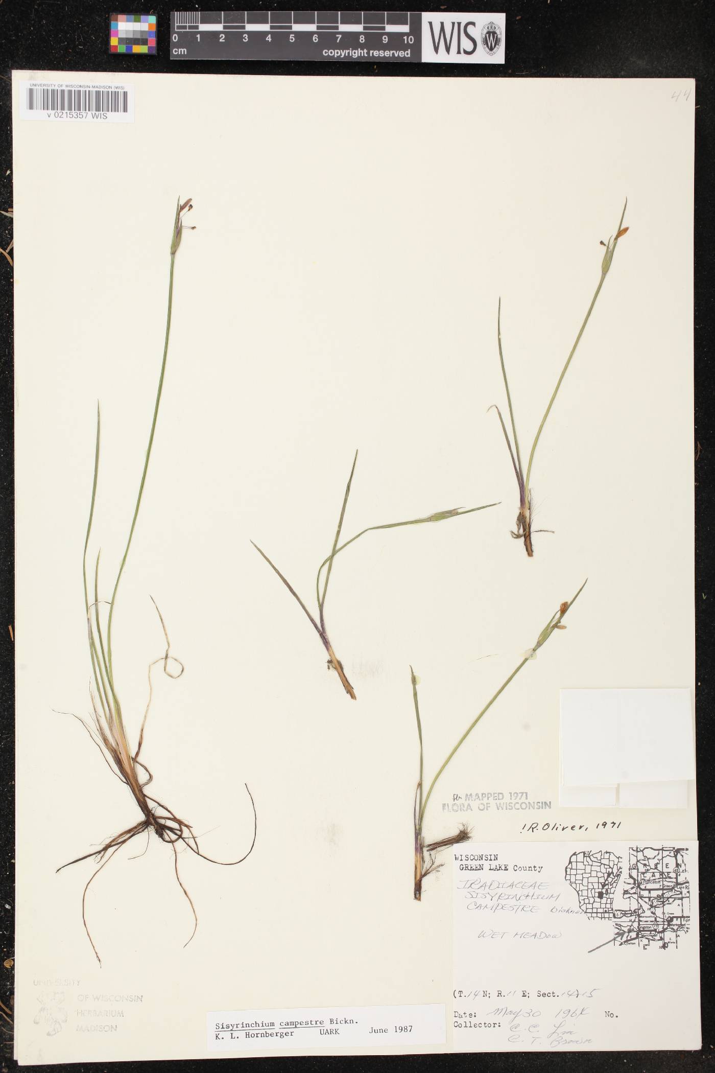 Sisyrinchium campestre image