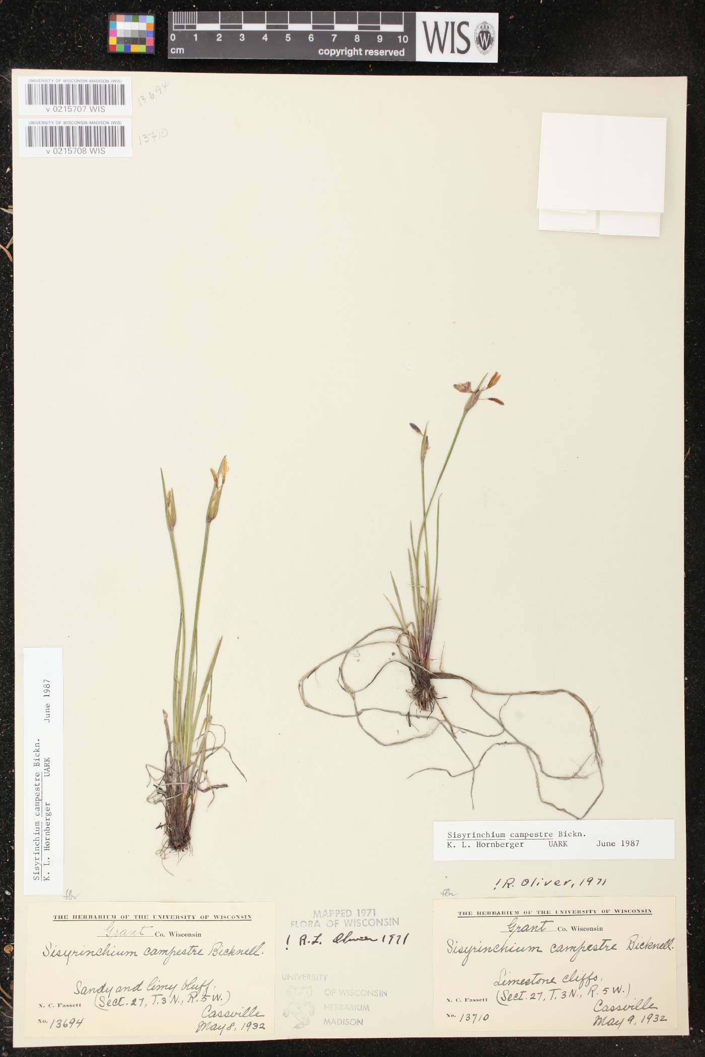 Sisyrinchium campestre image