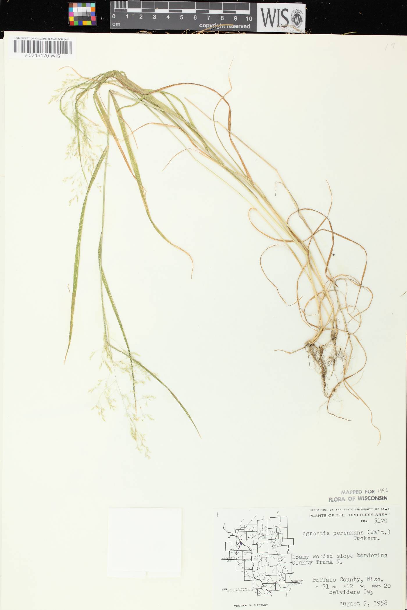Agrostis perennans var. perennans image