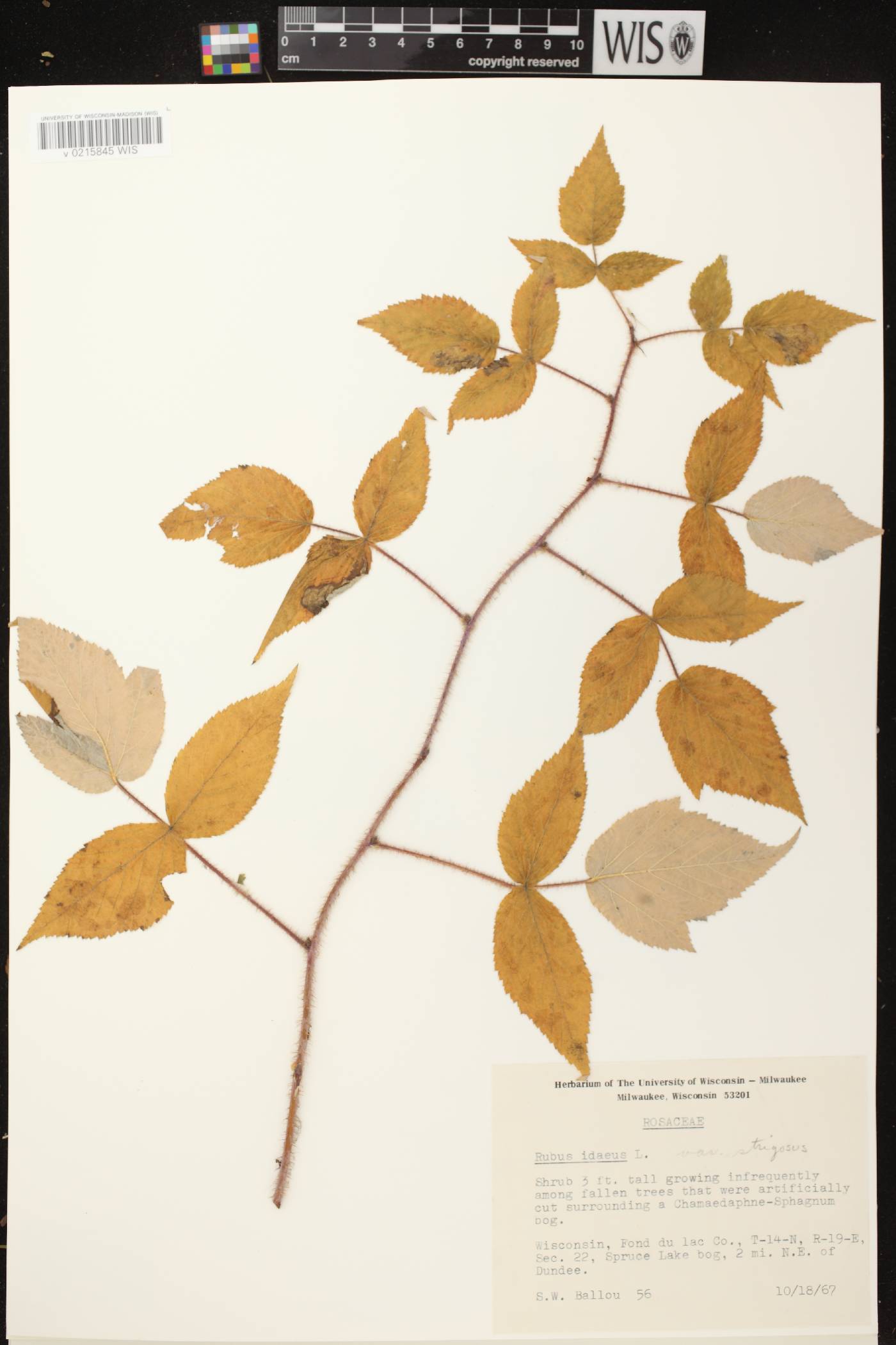 Rubus idaeus subsp. strigosus image