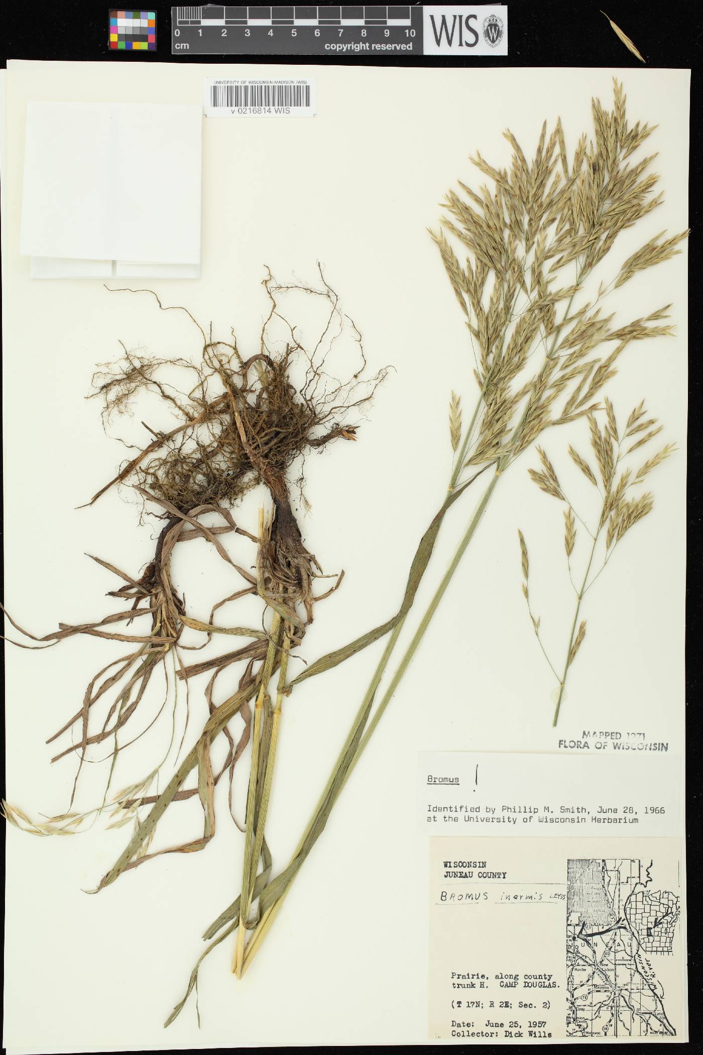 Bromus inermis image