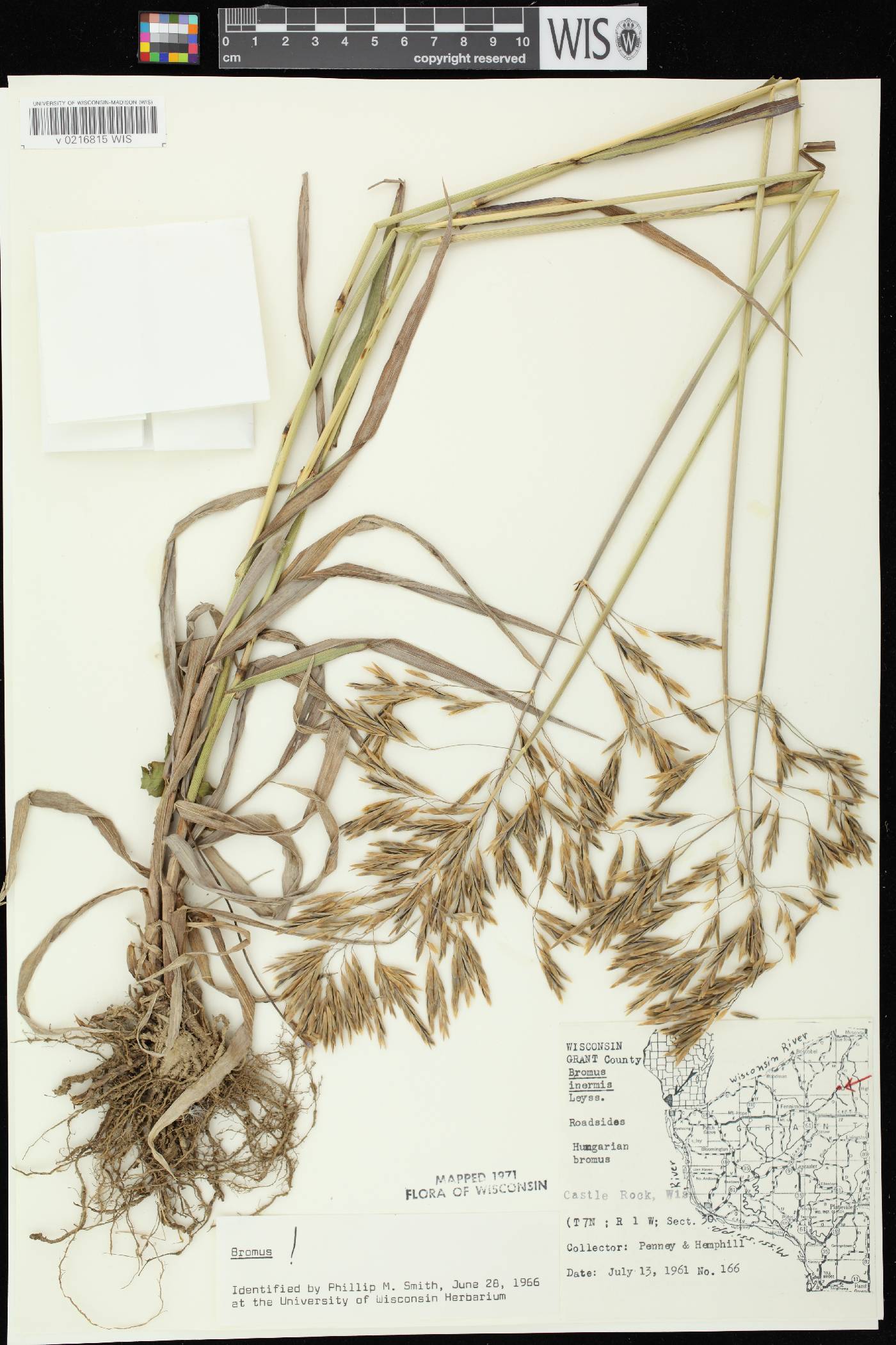 Bromus inermis image