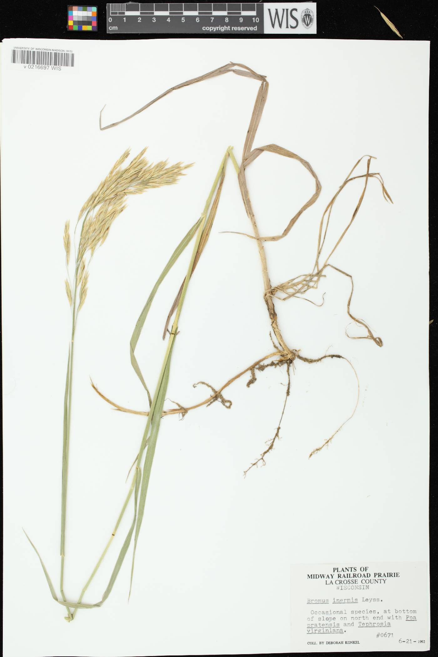 Bromus inermis image