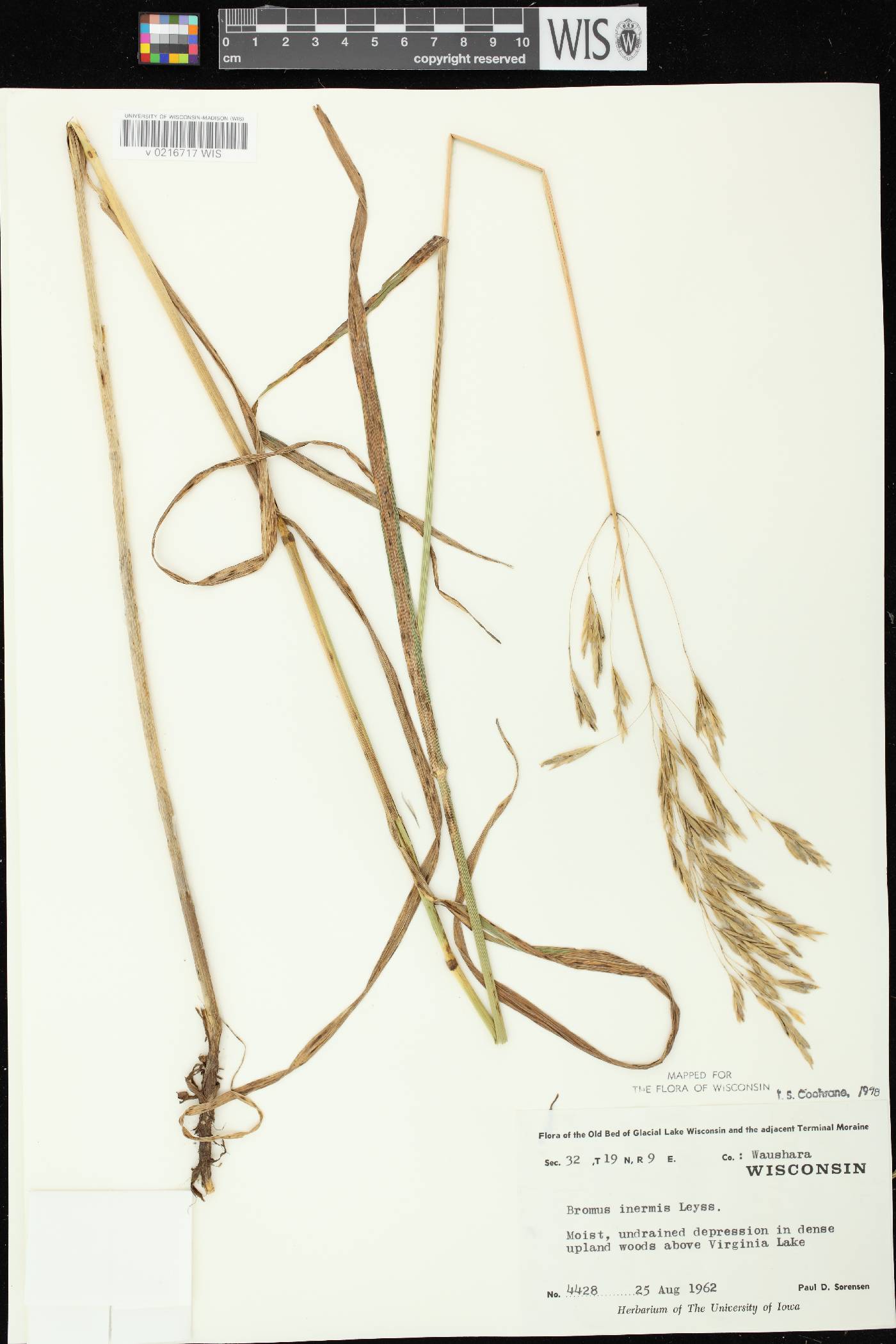 Bromus inermis image