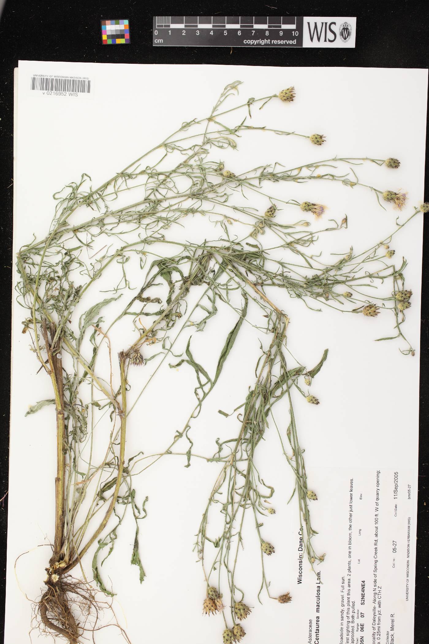 Centaurea stoebe subsp. micranthos image